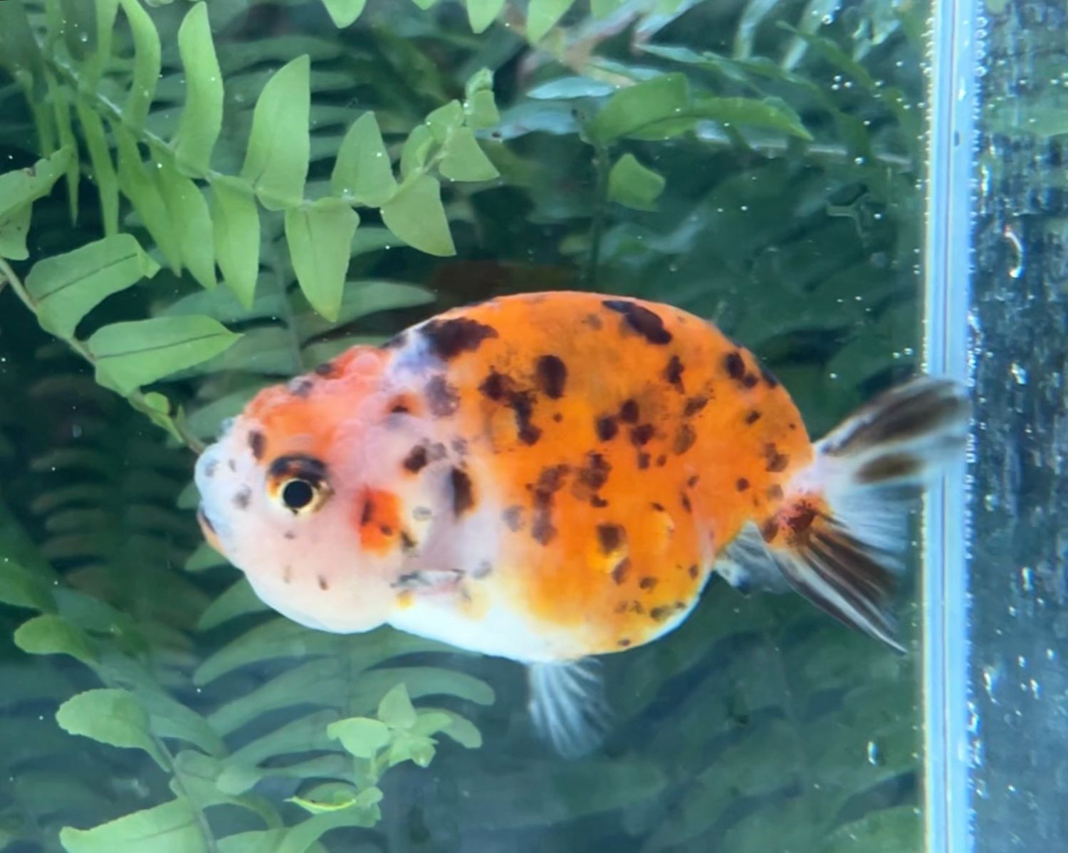 Leopard Spots Yuanbao Ranchu (F, 3”) - Free Shipping