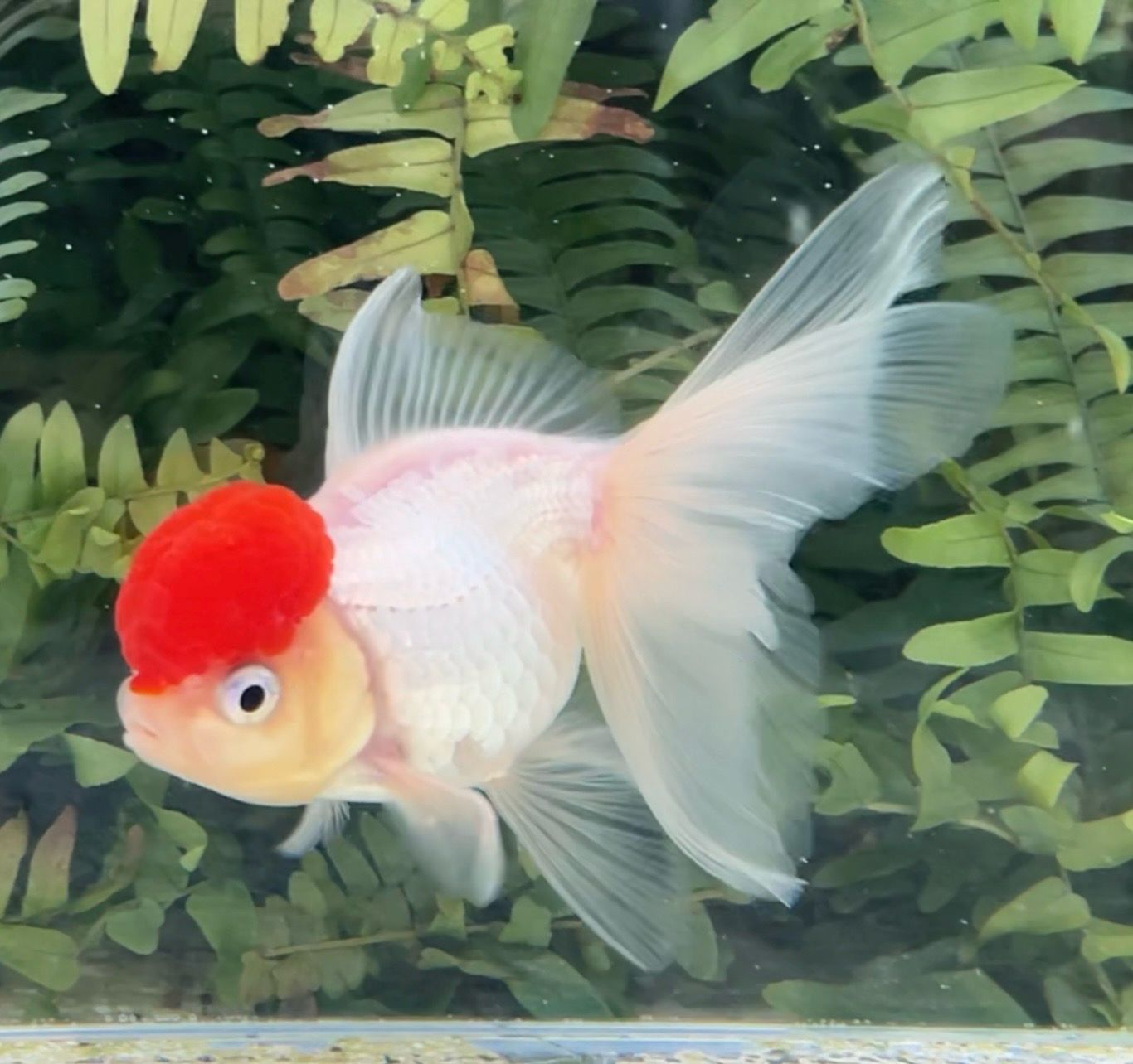 Tancho High Head Oranda (F, 4.5”) - Free Shipping