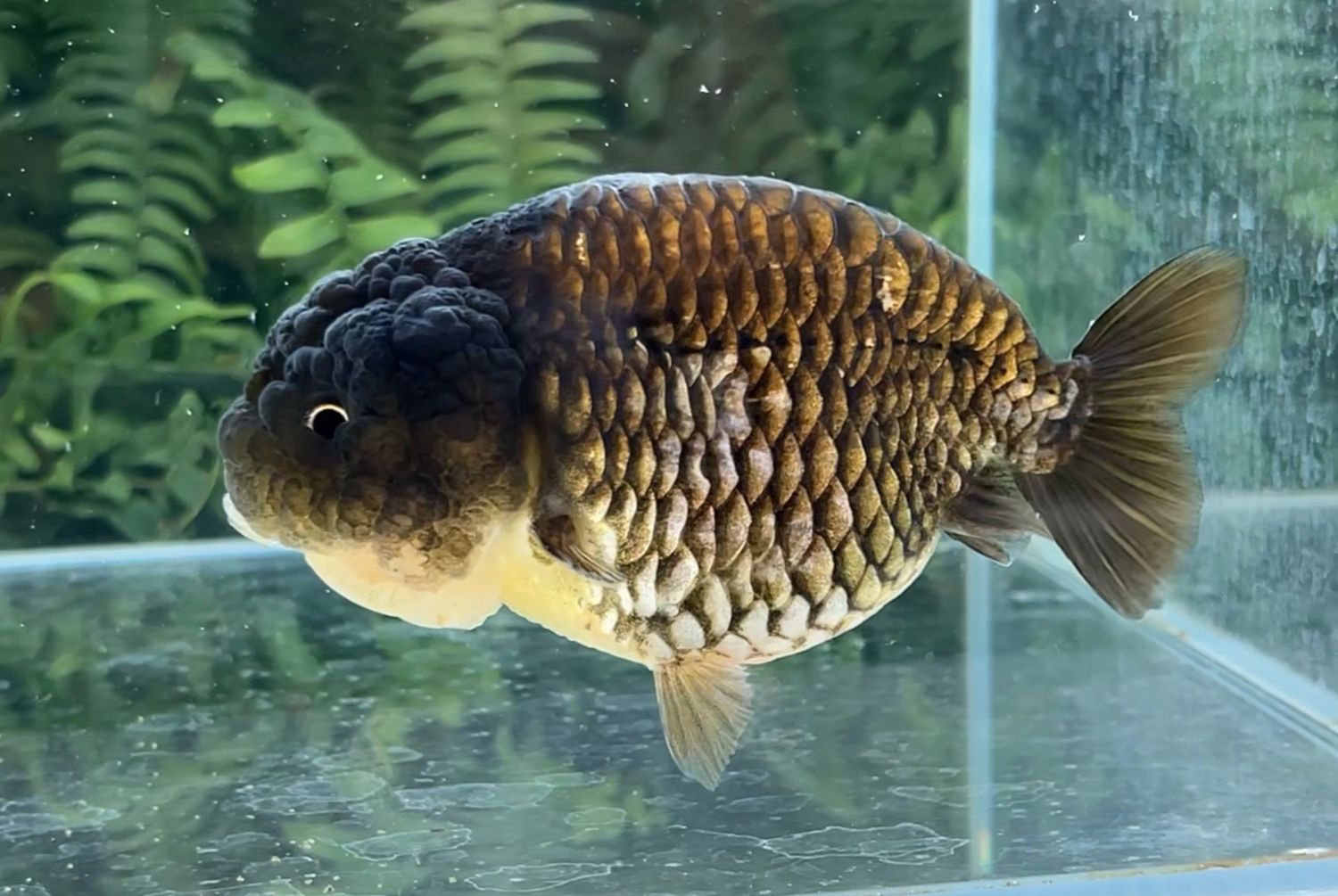 Bronze Dragon Scale Yuanbao Ranchu (F, 4.75”) - Free Shipping