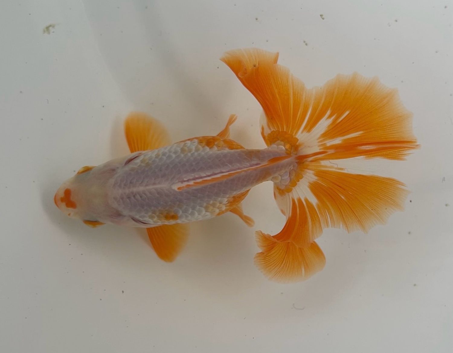 Red And White Tosakin (F, 3.75”) - Free Shipping