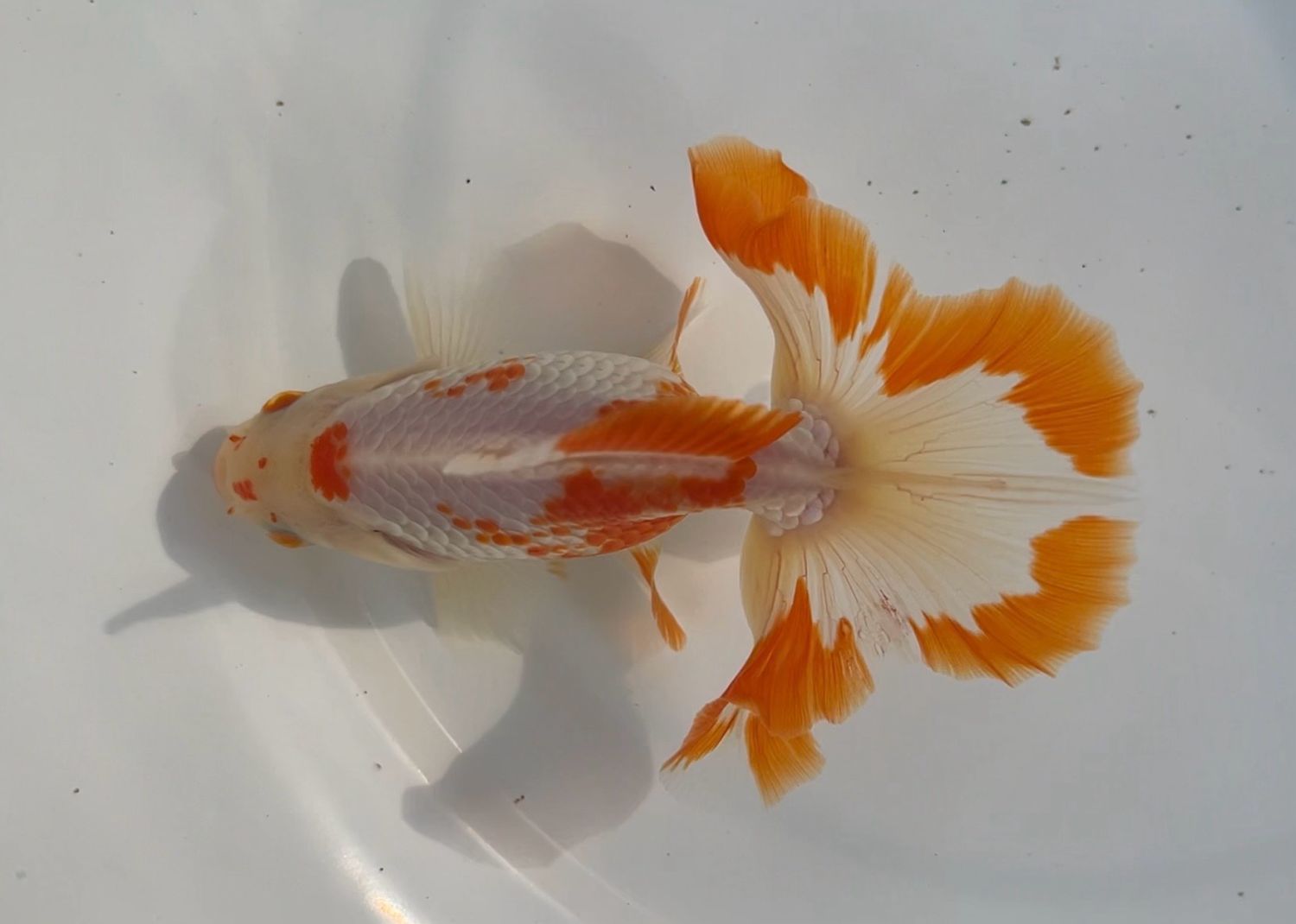 Red And White Tosakin (M, 3.75”) - Free Shipping