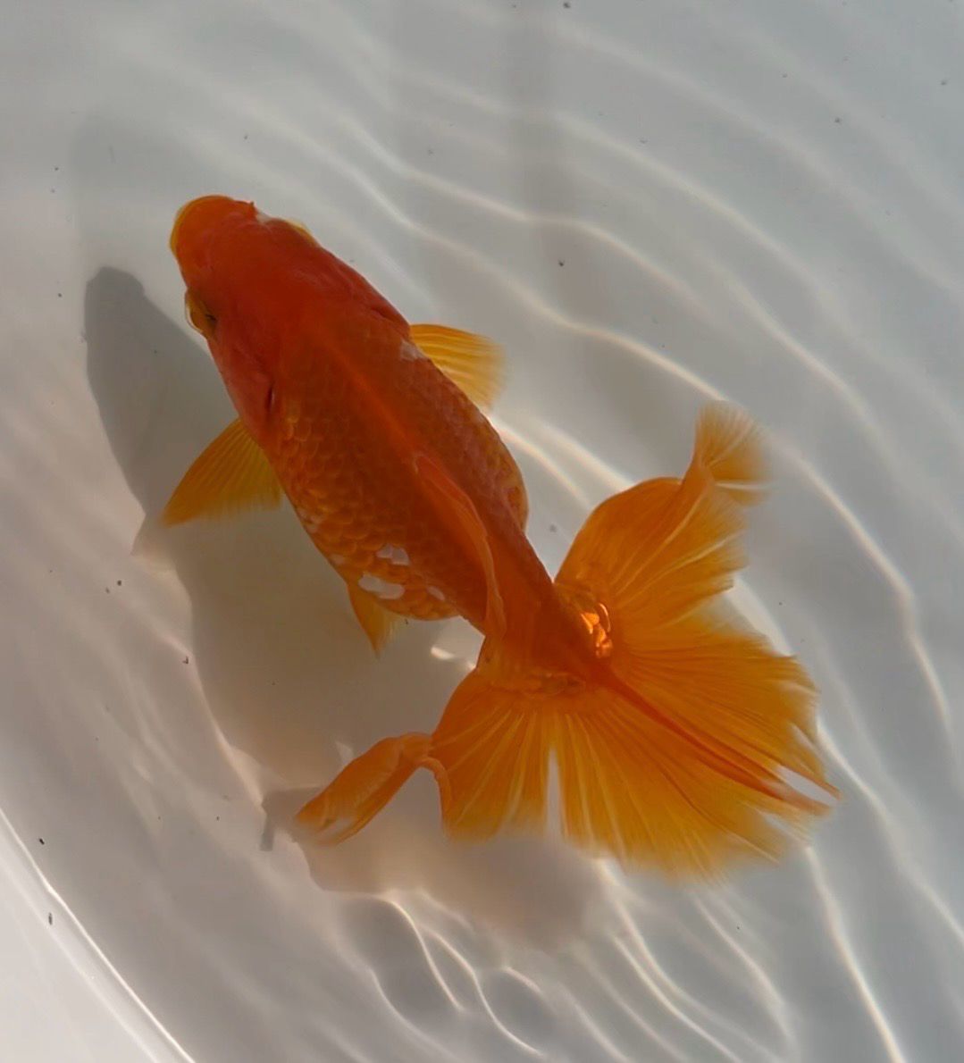 Red Tosakin (F, 3.75”) - Free Shipping