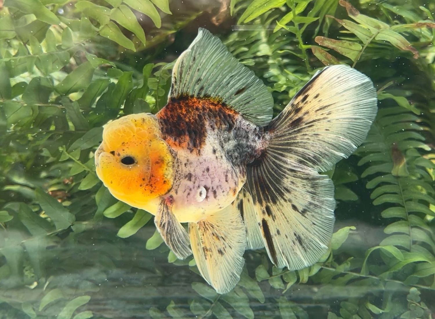 Calico Rosetail Oranda (M, 4.75”) - Free Shipping