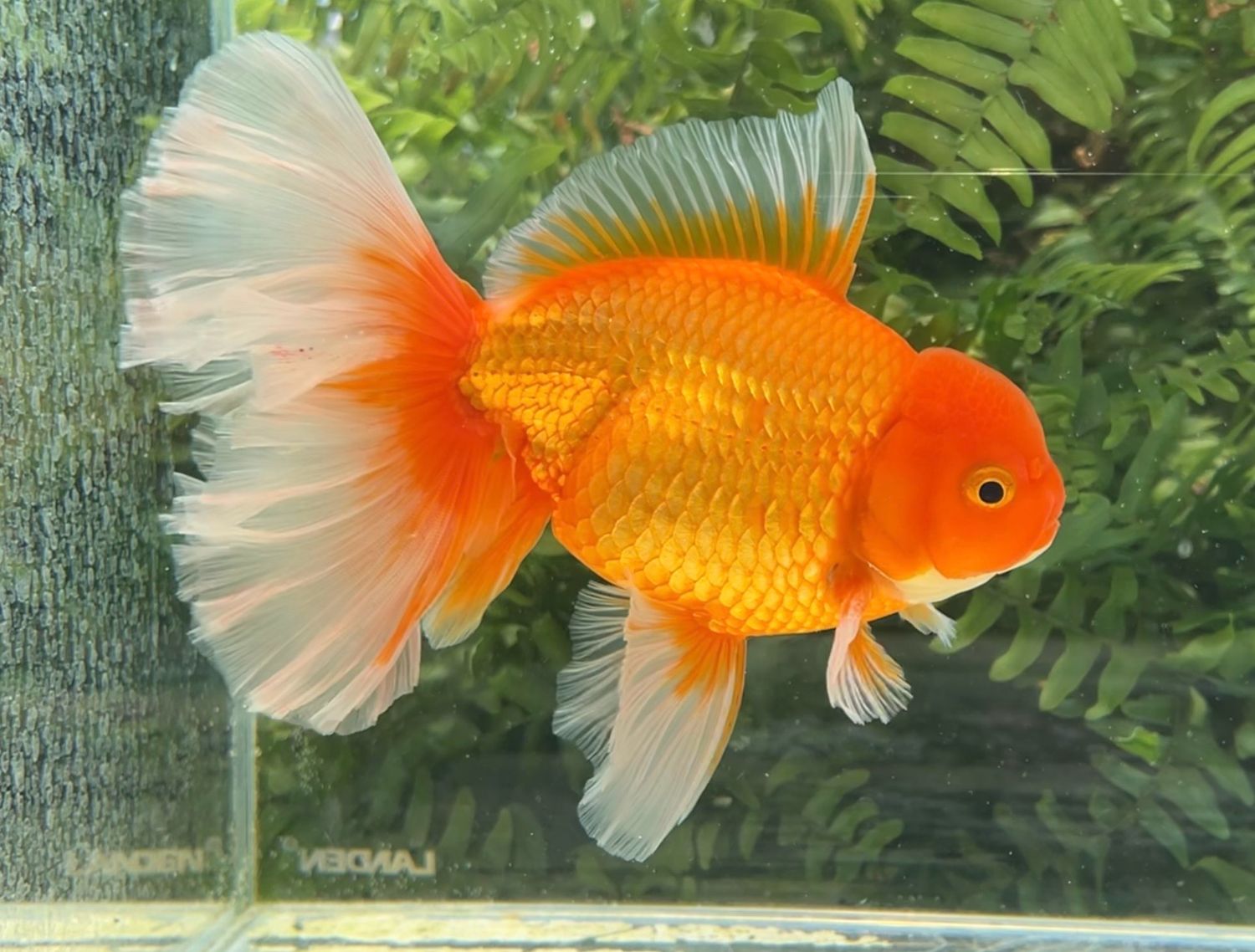 Red Peonytail Oranda (M, 6.5”) - Free Shipping