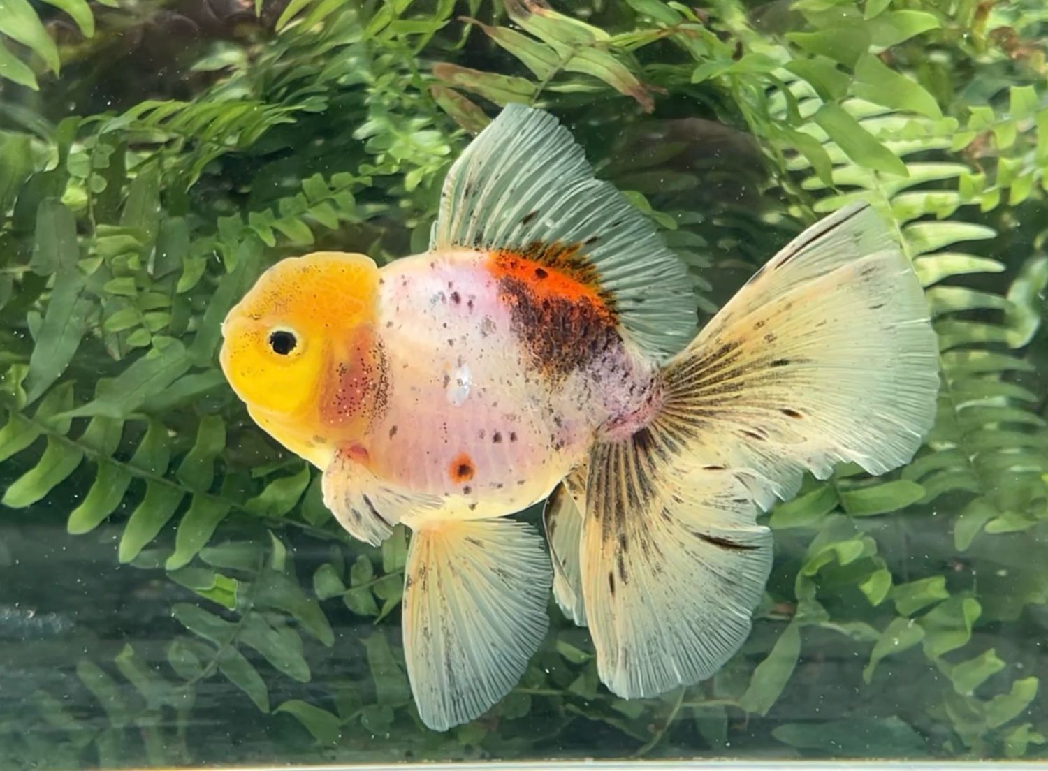 Calico Rosetail Oranda (M, 5”) - Free Shipping