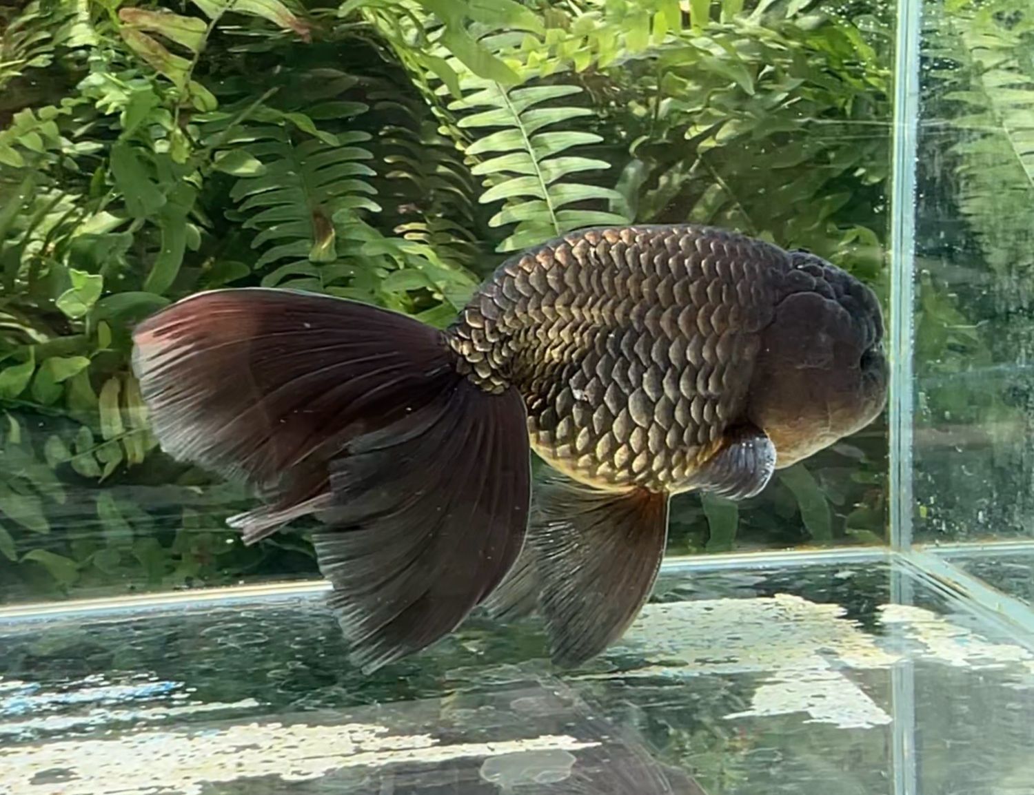 Black Phoenixtail Ranchu (M, 6.75”) - Free Shipping