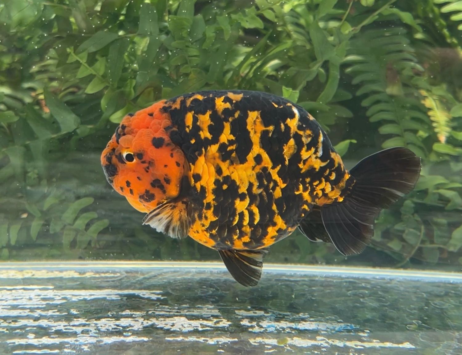 Tiger Yuanbao Ranchu (M, 4.75”) - Free Shipping