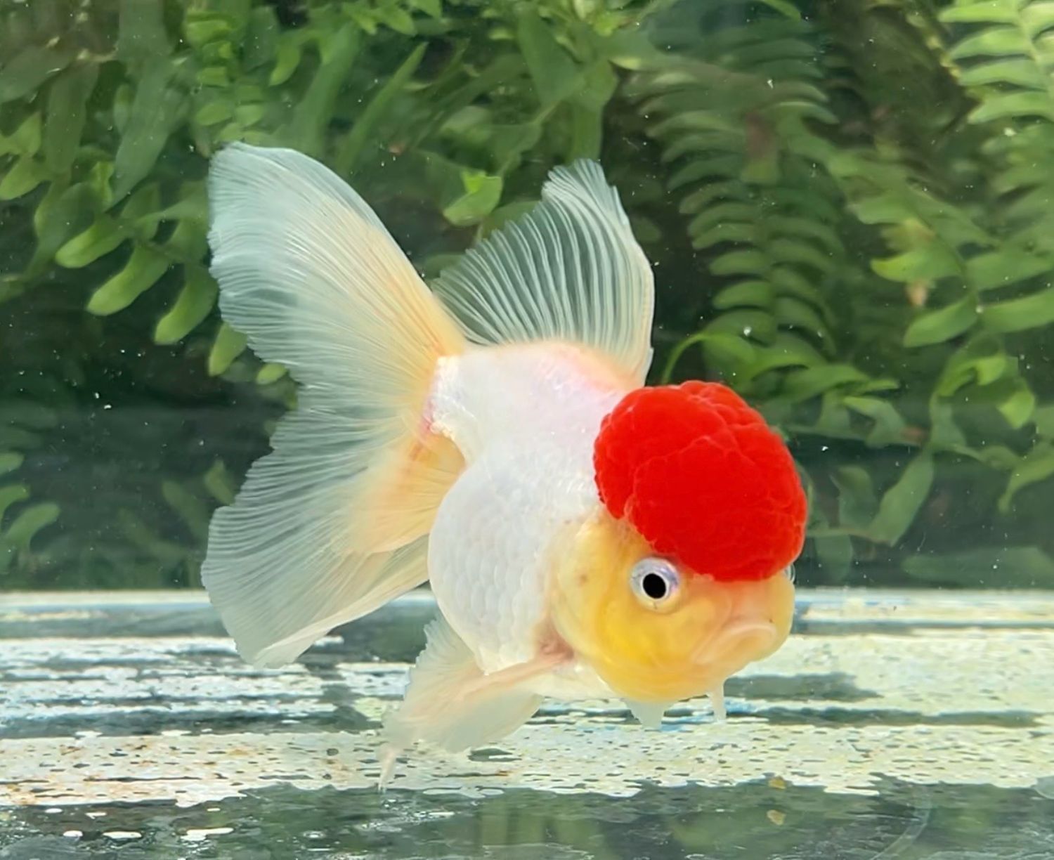 Tancho High Head Oranda (M, 4.75”) - Free Shipping