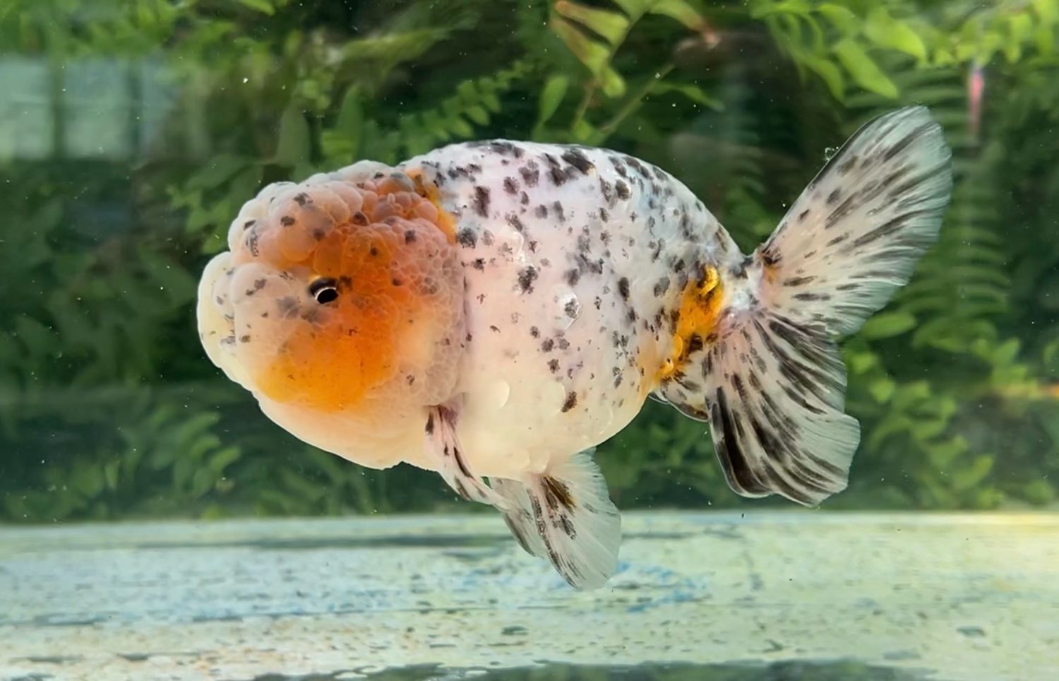 Calico Petite Phoenixtail Ranchu (M, 5”) - Free Shipping