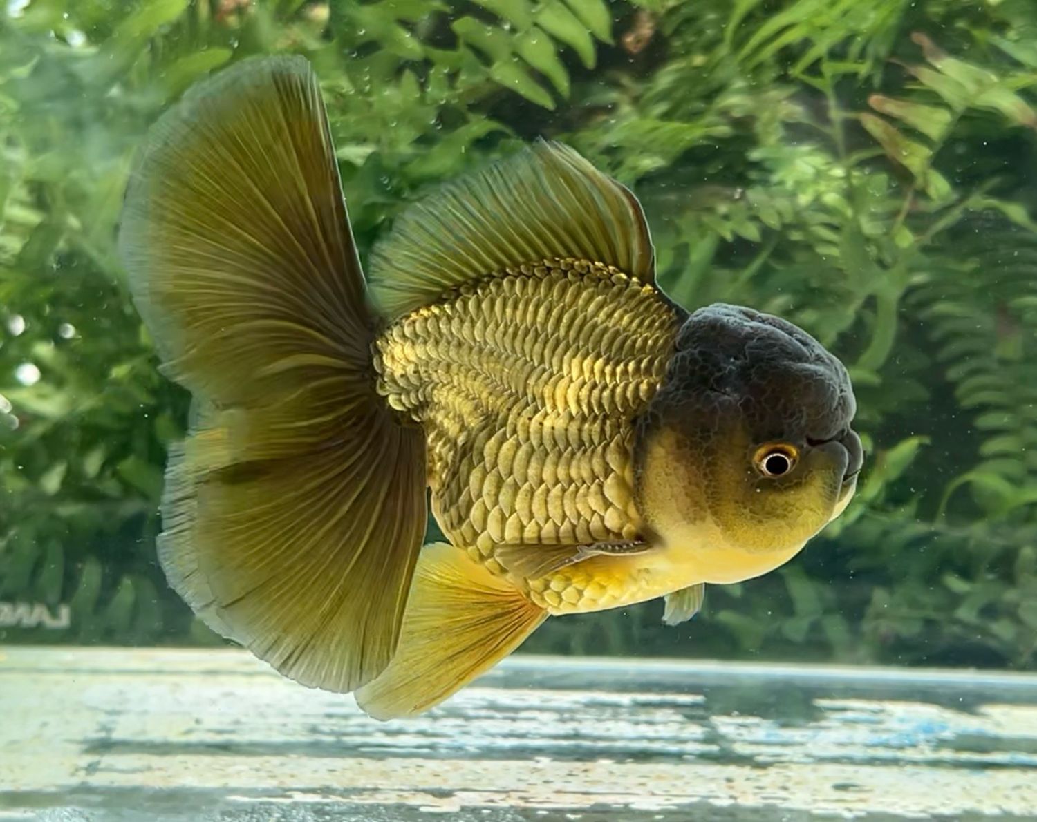 Bronze Rosetail Oranda (M, 5”) - Free Shipping
