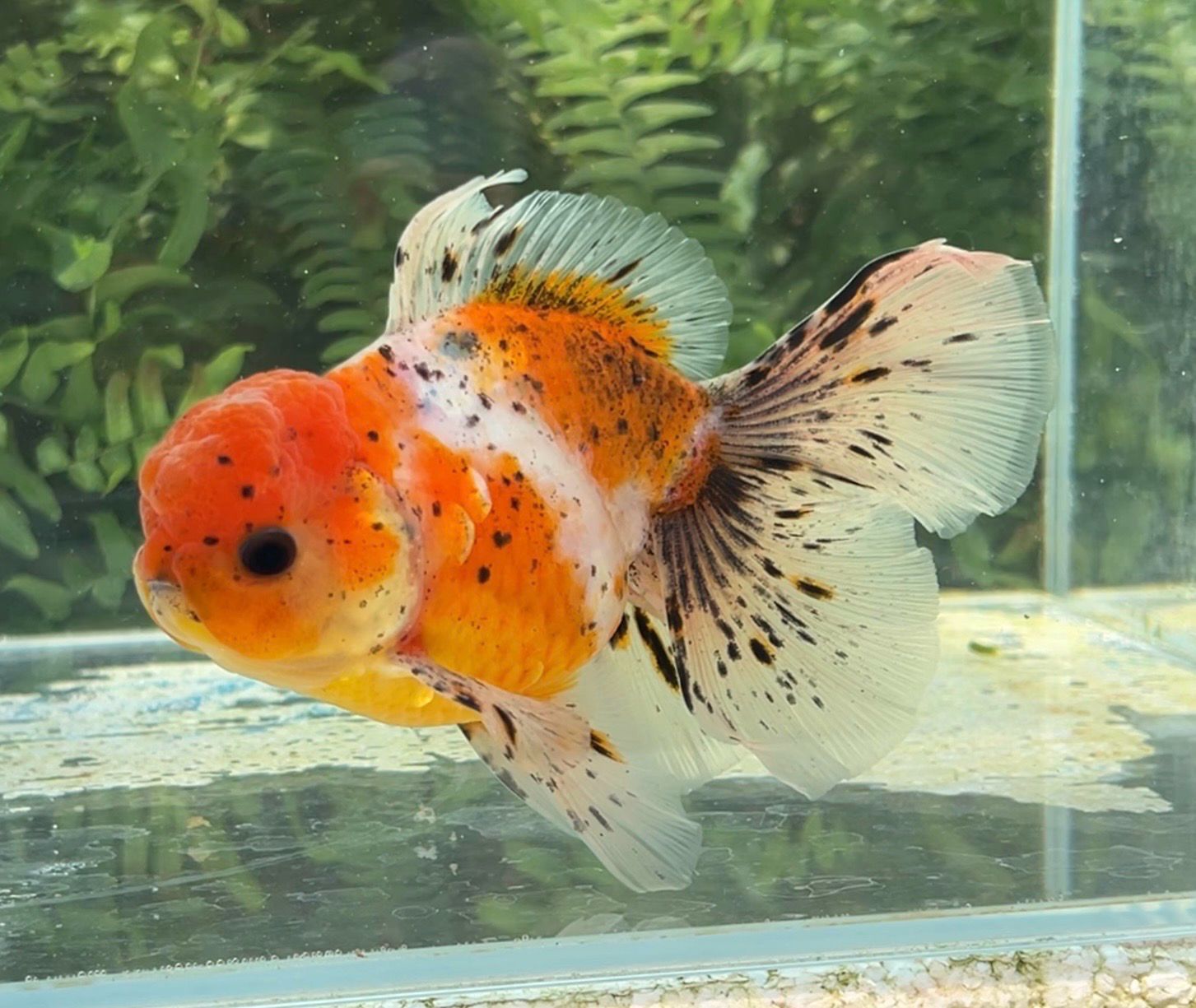 Calico Rosetail Oranda (M, 5.5”) - Free Shipping