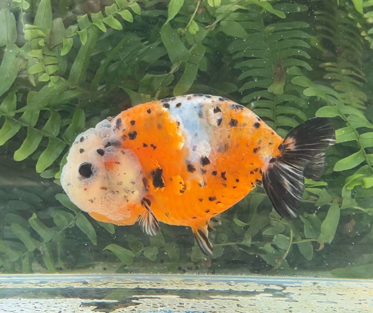 Calico Yuanbao Ranchu (F, 4.75”) - Free Shipping