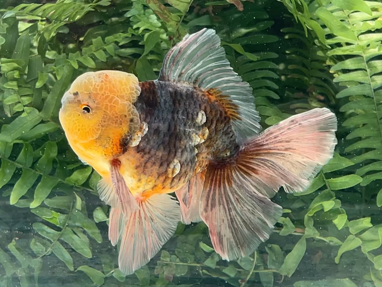 Silver Coin Kirin Rosetail Oranda (M, 5.25”) - Free Shipping