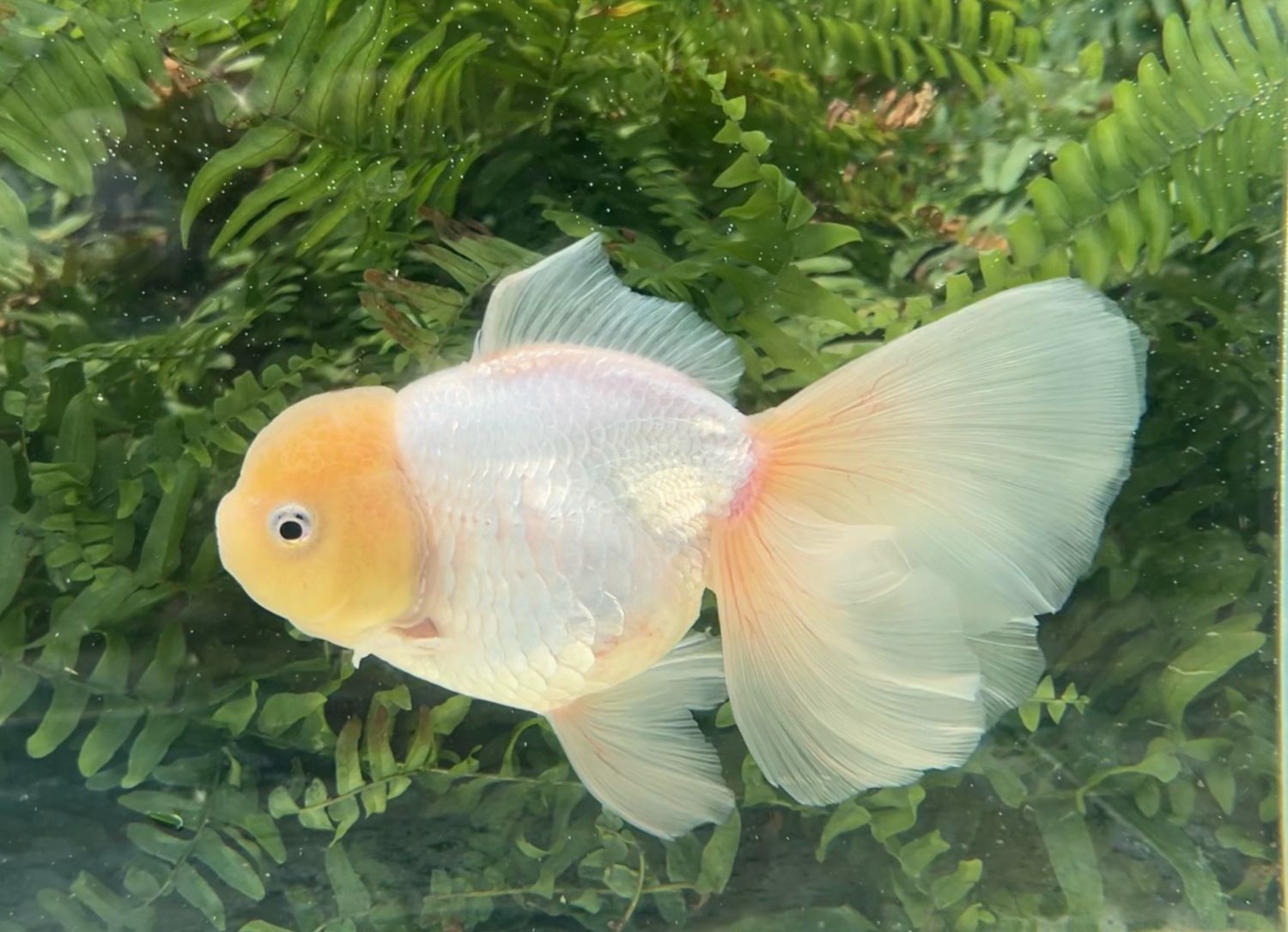 White Peonytail Oranda (F, 7”) - Free Shipping