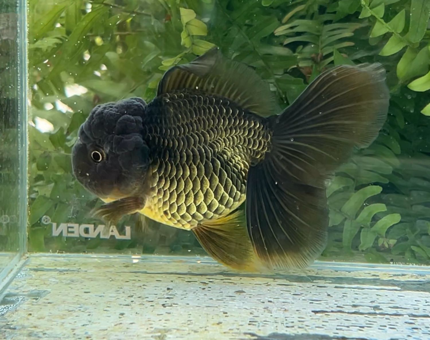 Bronze Rosetail Oranda (M, 4.5”) - Free Shipping