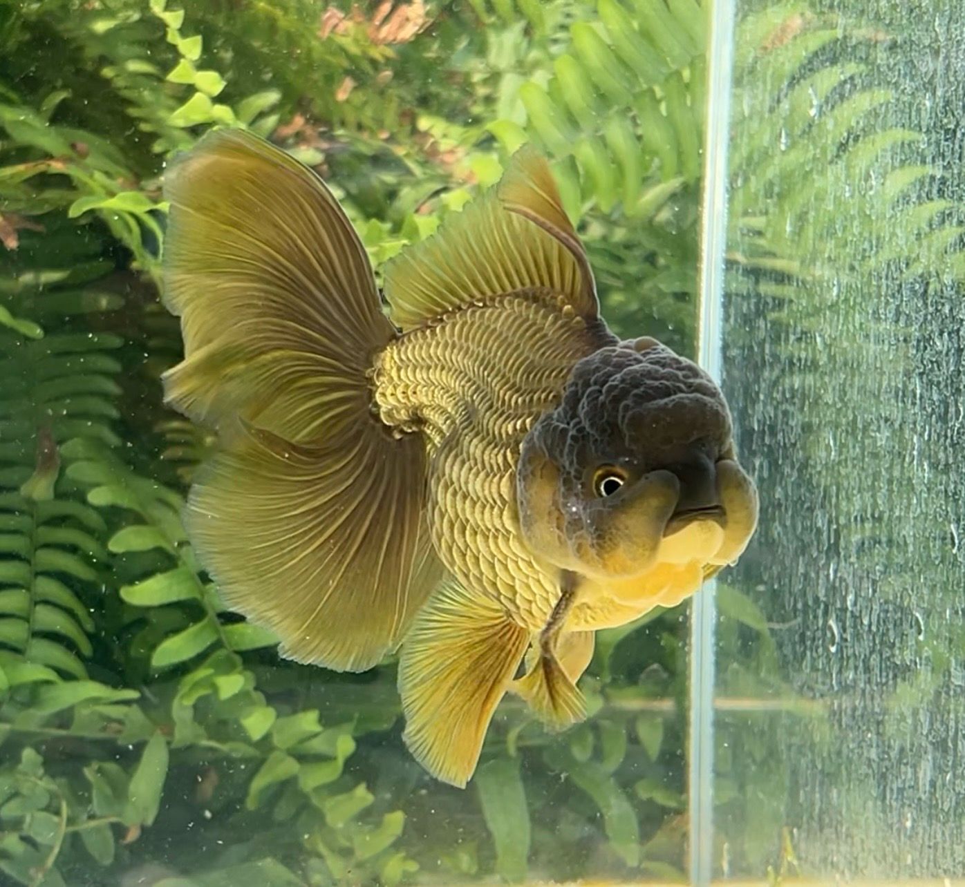 Bronze Rosetail Oranda (M, 4.75”) - Free Shipping