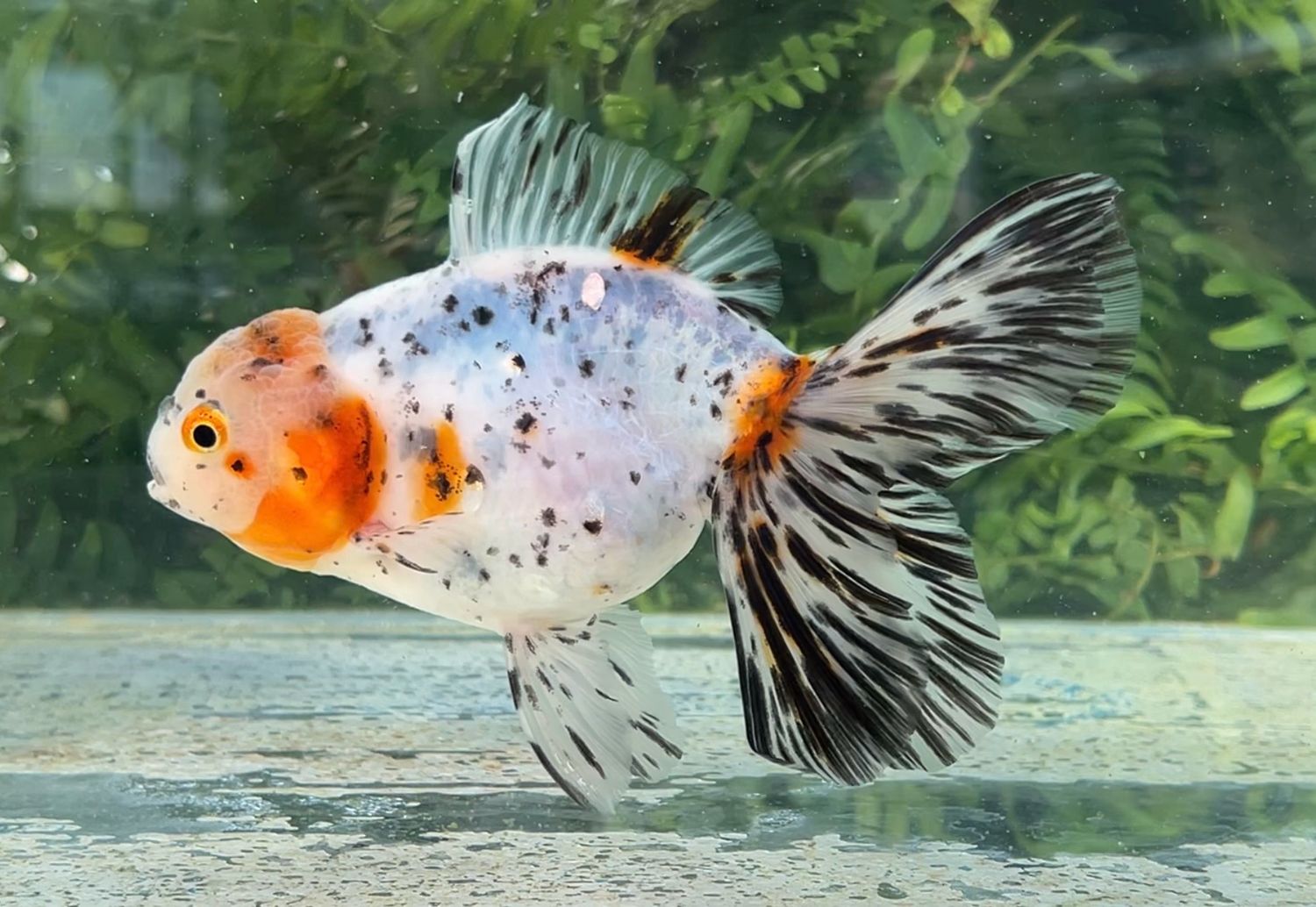 Calico Lotus Leaf Tail Oranda (F, 6”) - Free Shipping