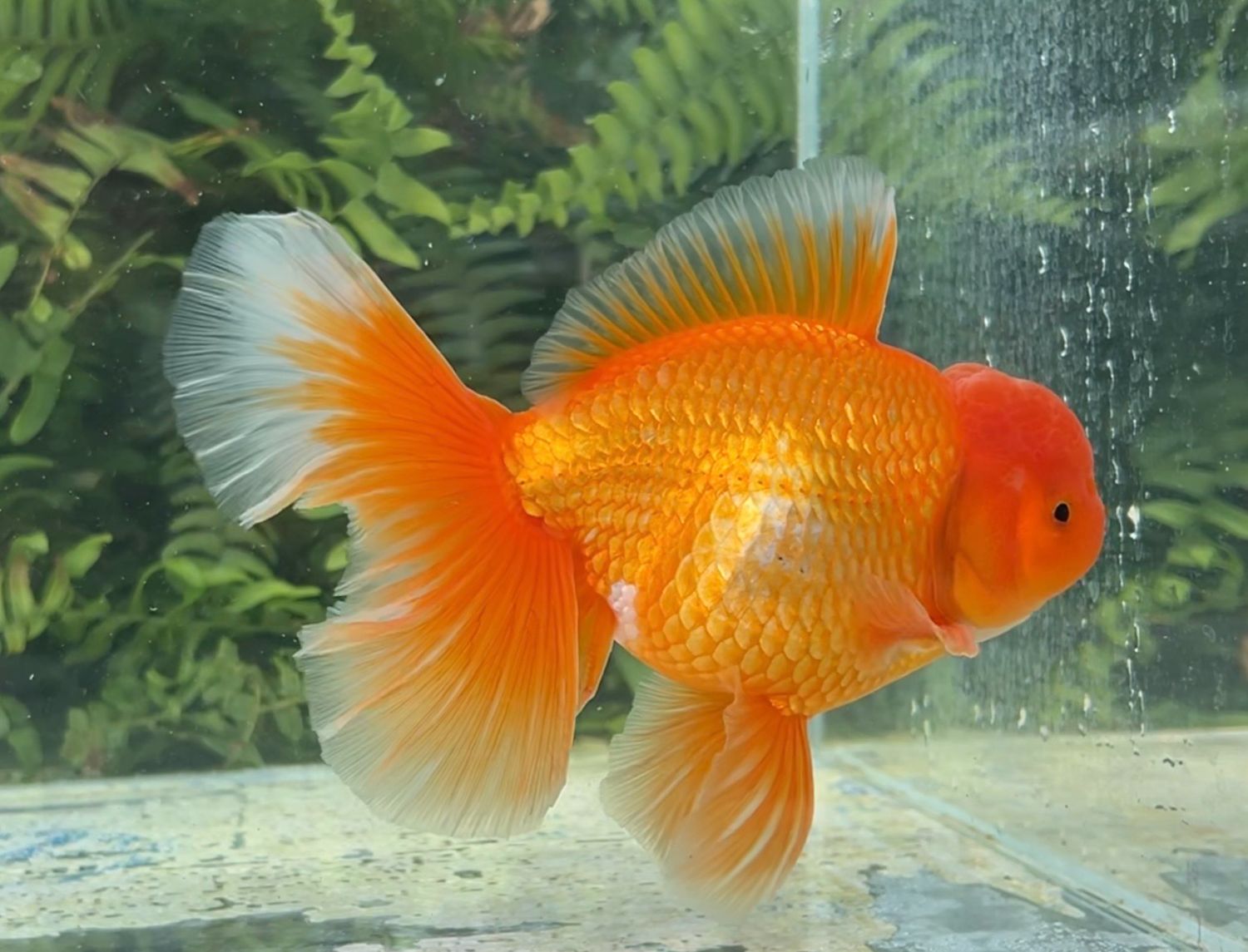 Red Peonytail Oranda (M, 6.25”) - Free Shipping