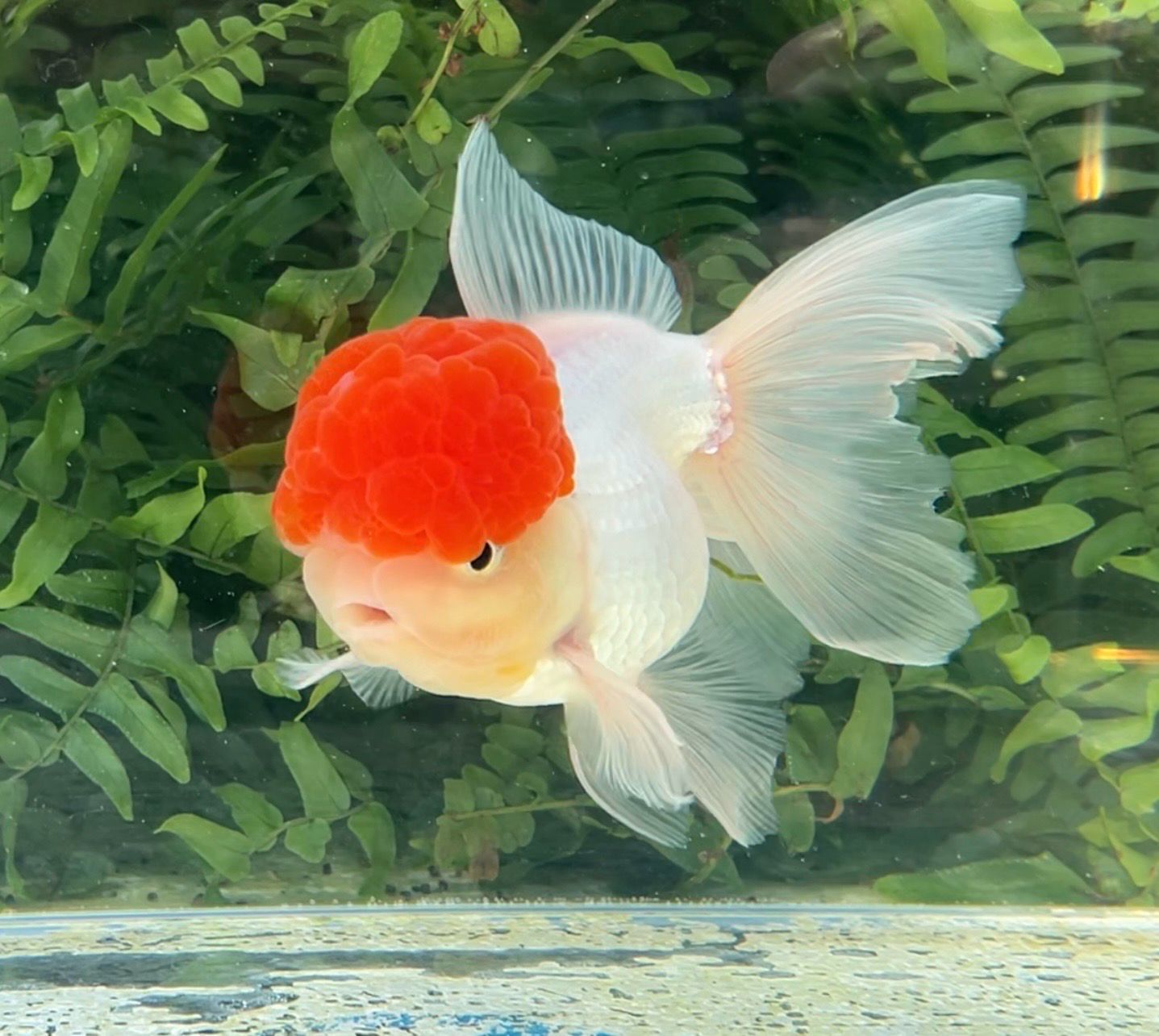 Tancho High Head Oranda (M, 5”) - Free Shipping