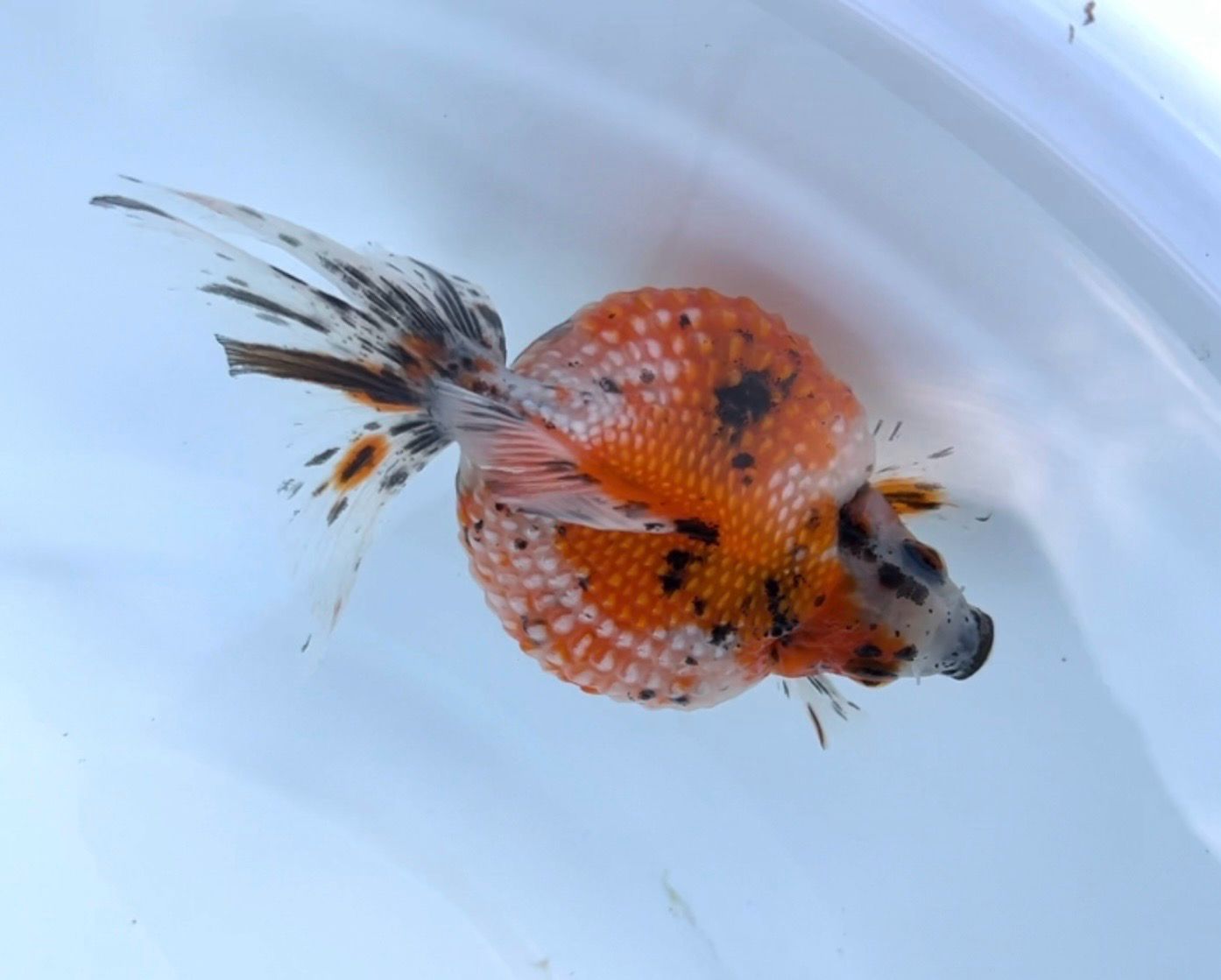 Calico Mousehead Pearlscale (F, 4”) - Free Shipping