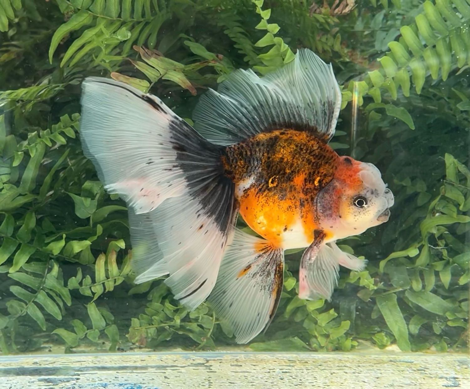 Calico High Head Veiltail (M, 7”) - Free Shipping