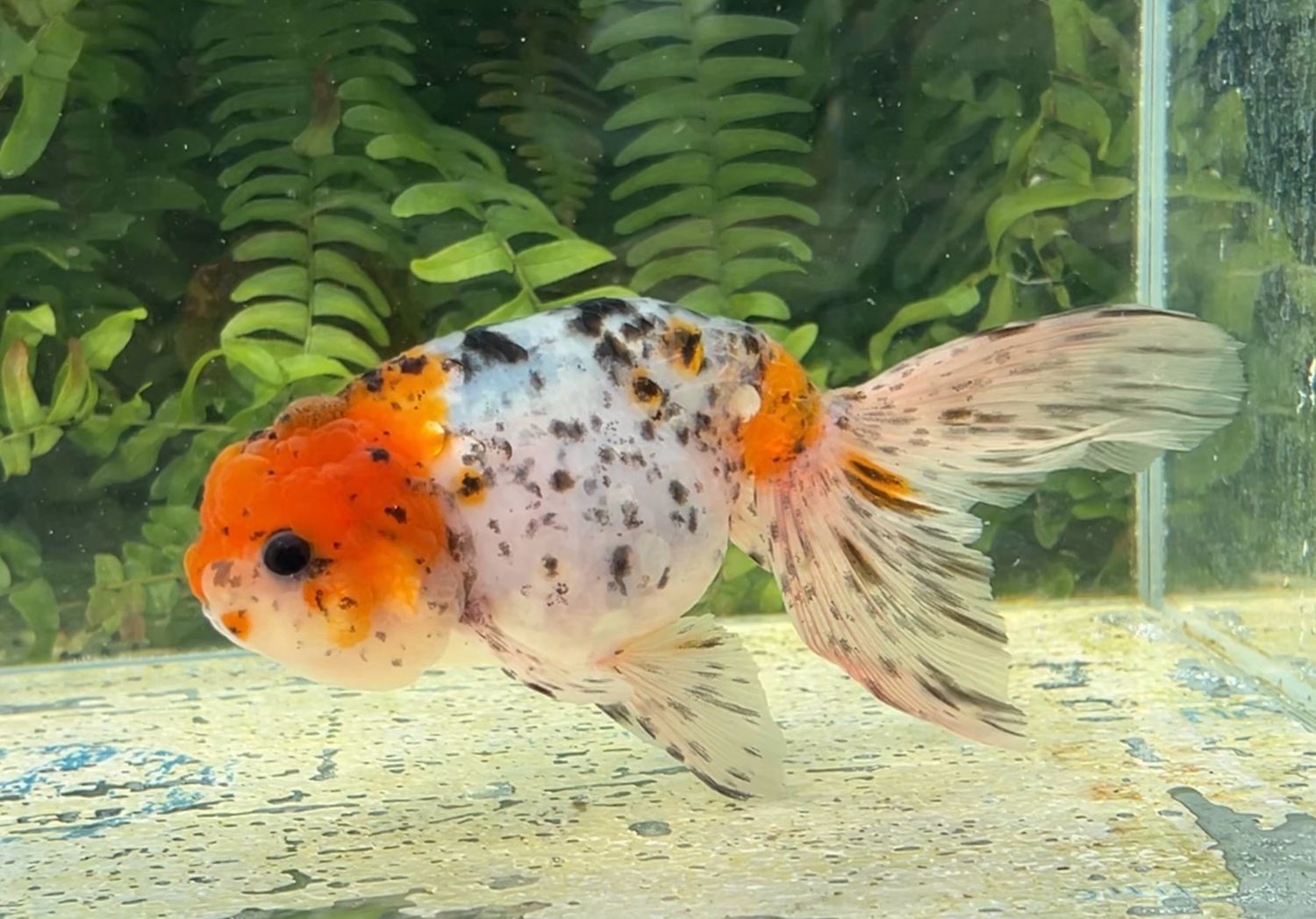 Calico Phoenixtail Ranchu (F, 6”) - Free Shipping