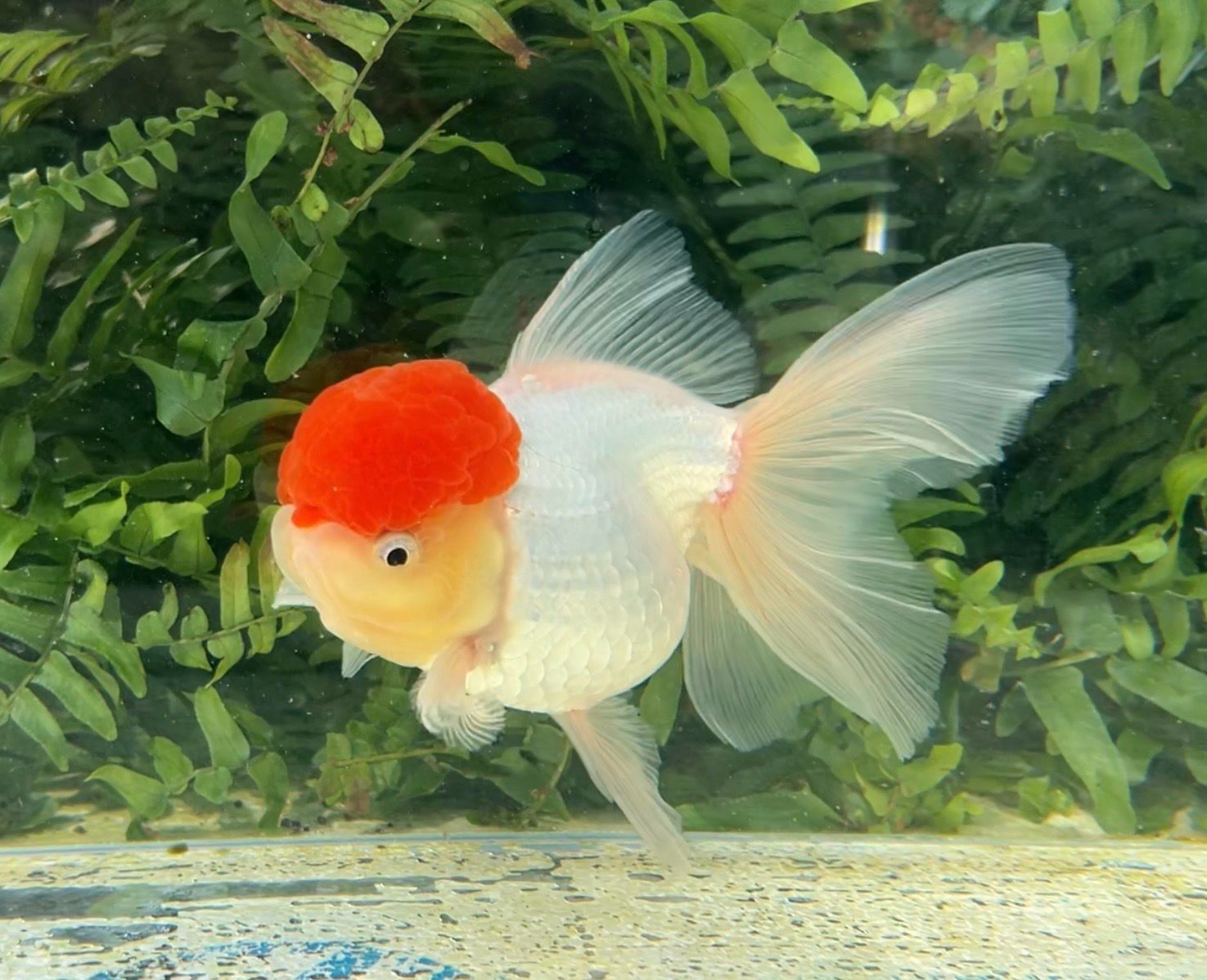 Tancho High Head Oranda (F, 5.75”) - Free Shipping