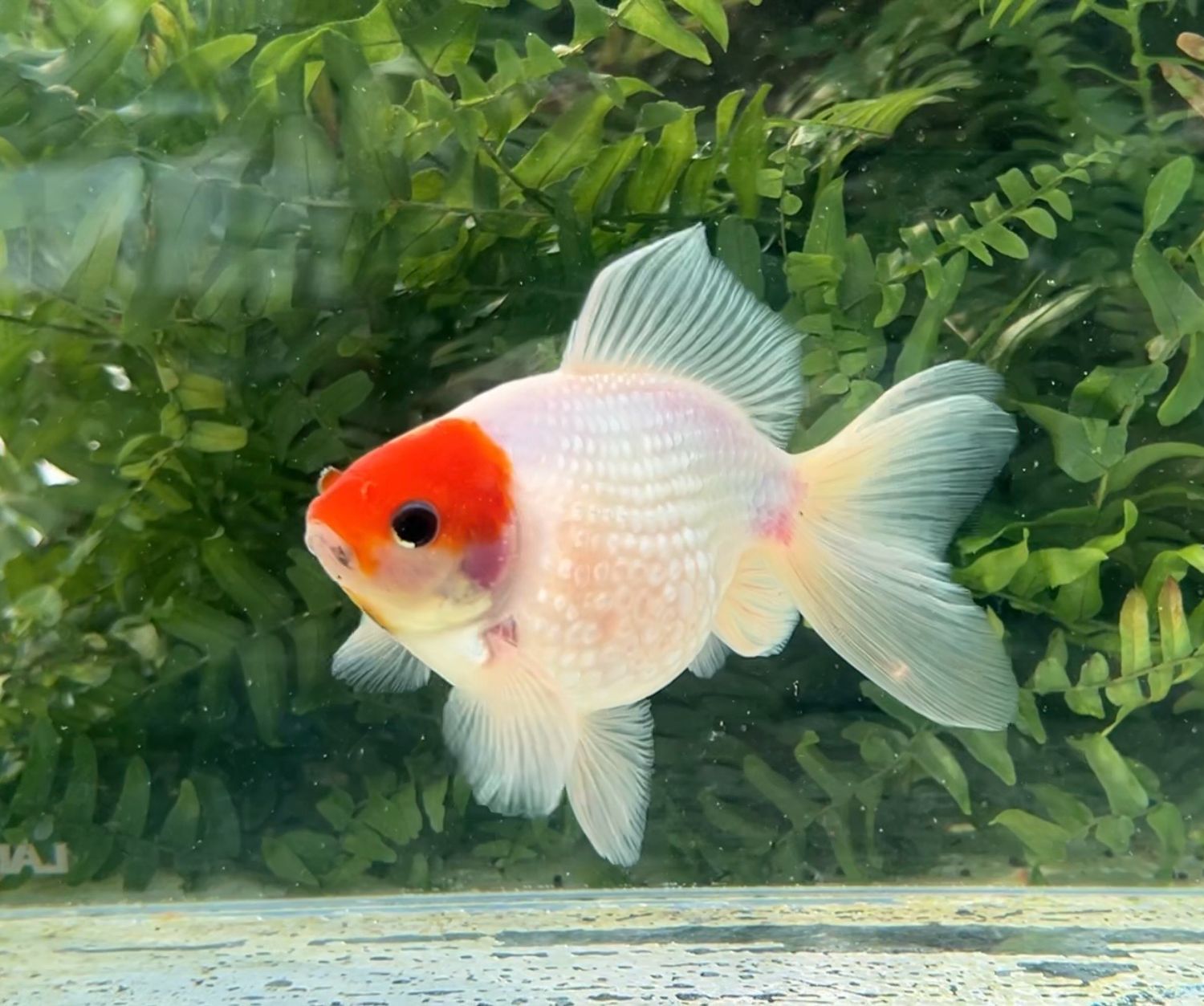 Red And White Mousehead Pearlscale (M, 5”) - Free Shipping