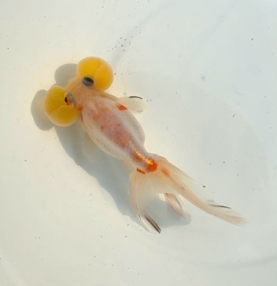 Sakura Bubbleeye (M, 5.5”) - Free Shipping