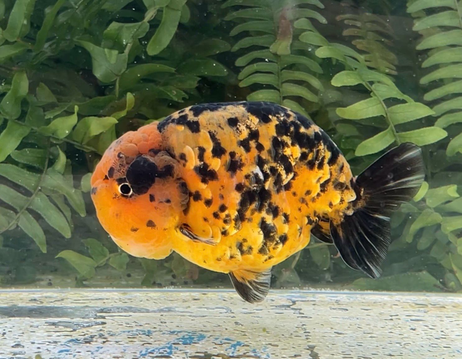 Gold Coin Tiger Yuanbao Ranchu (M, 4”) - Free Shipping