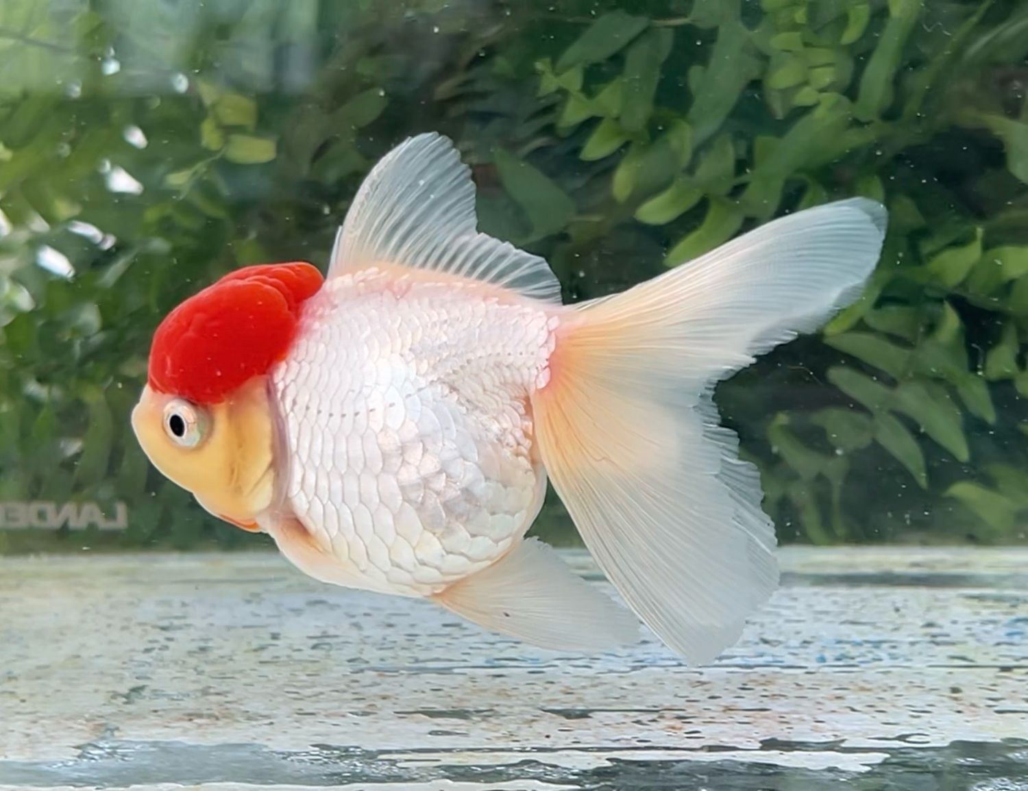 Tancho High Head Oranda (F, 4.5”) - Free Shipping