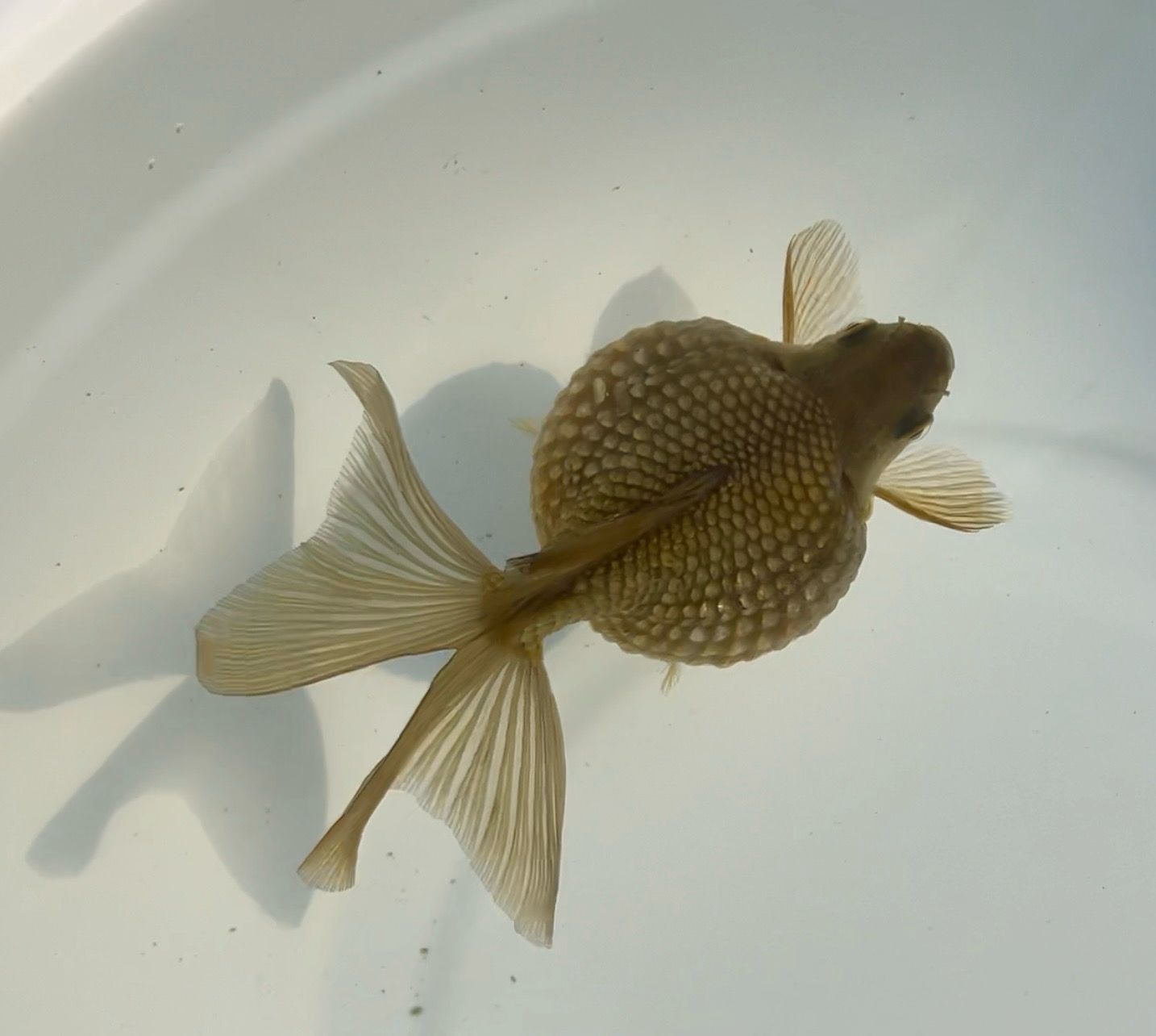 Bronze Mousehead Pearlscale (F, 4”) - Free Shipping