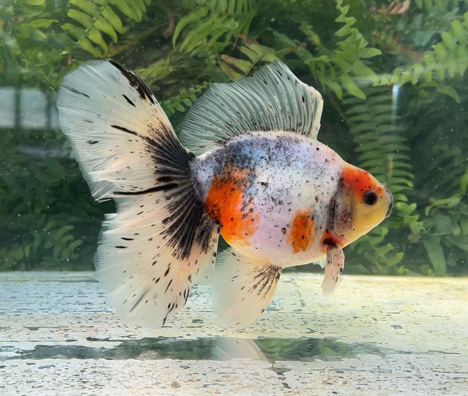 Sakura Veiltail (M, 7”) - Free Shipping