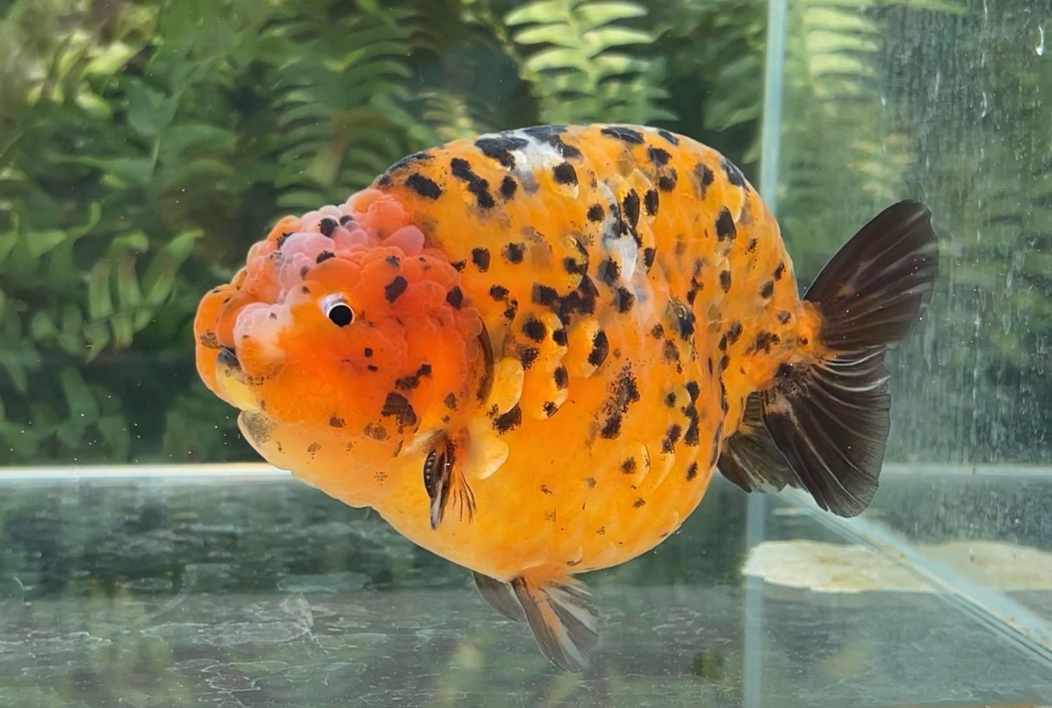 Calico Yuanbao Ranchu (M, 5”) - Free Shipping