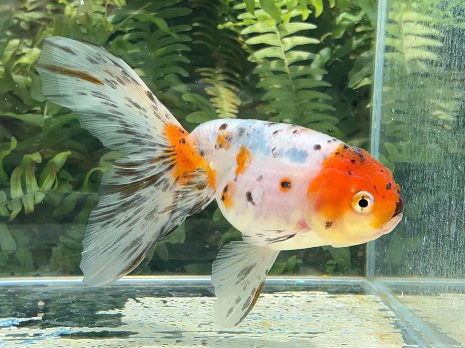 Red Head Calico Phoenixtail Ranchu (F, 5.75”) - Free Shipping