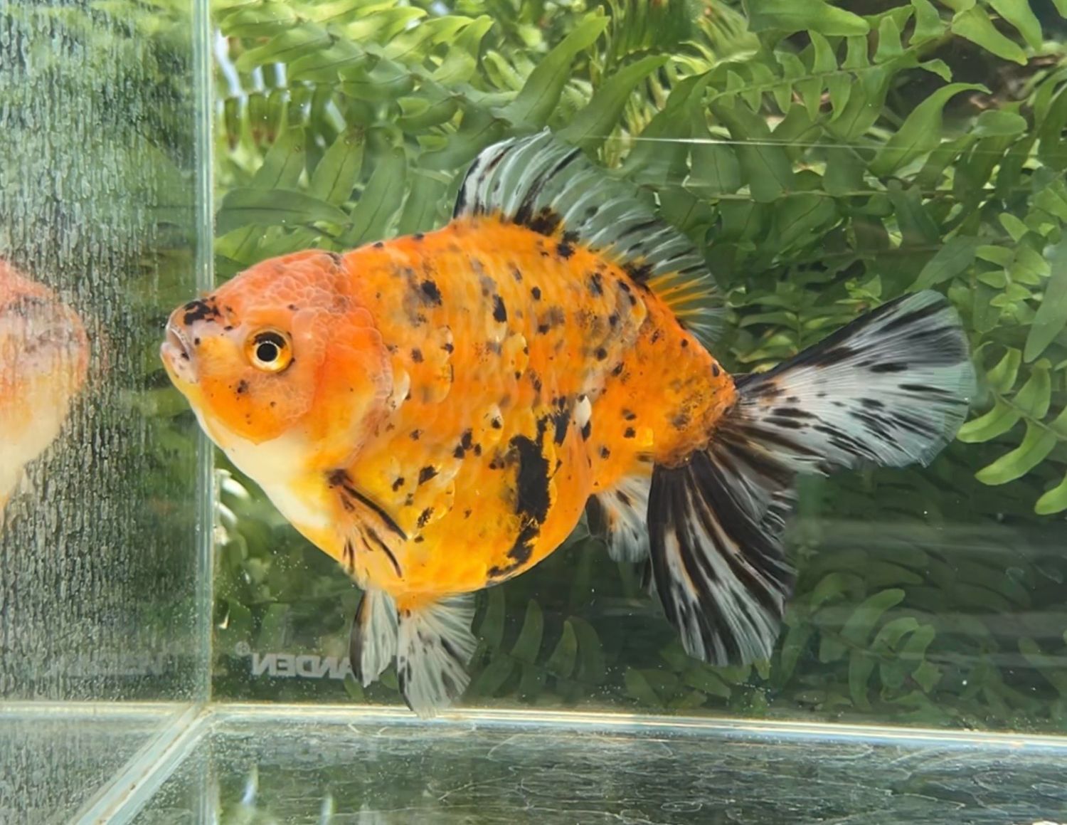 Tiger Lotus Leaf Tail Oranda (F, 6.75”) - Free Shipping