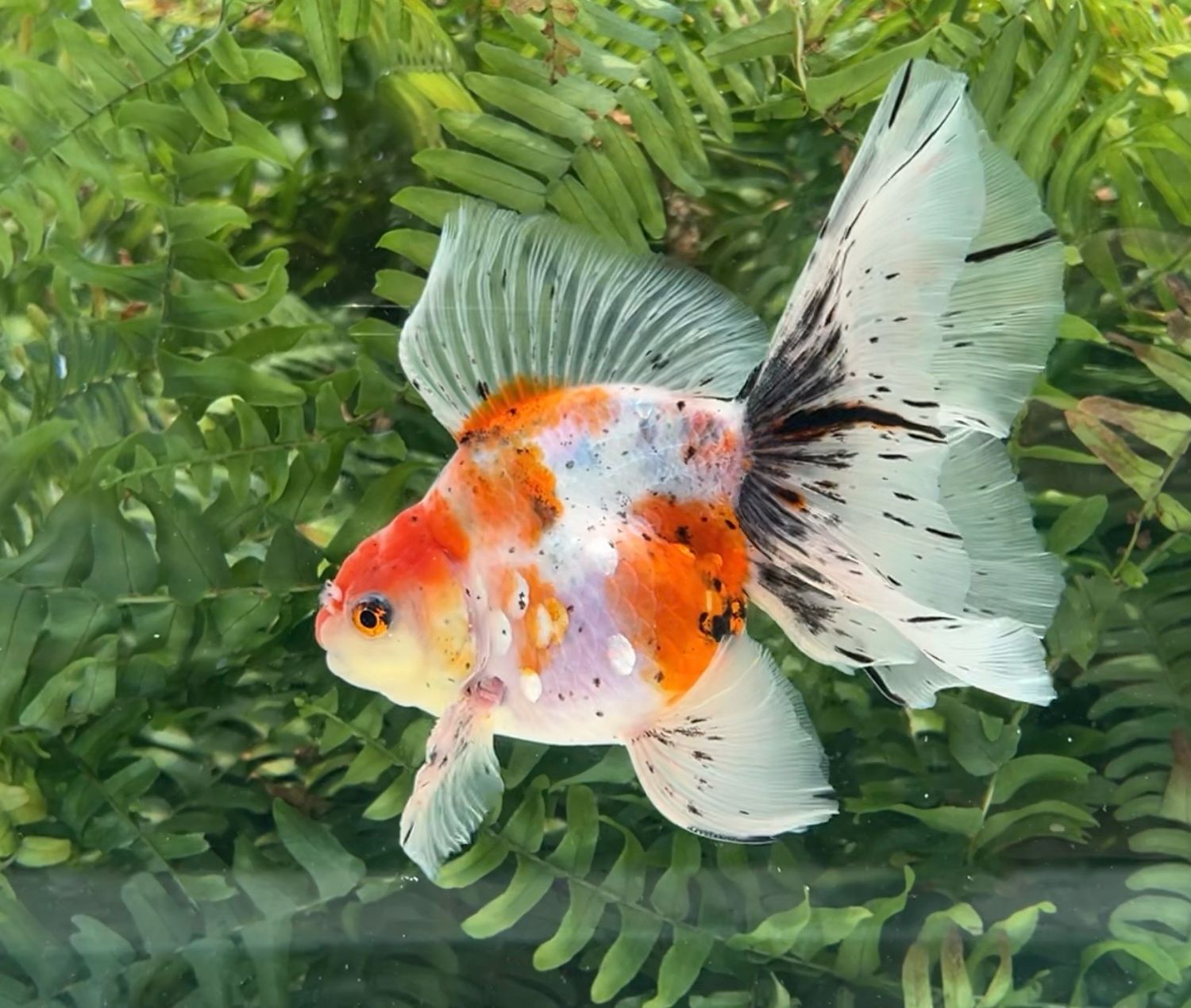 Tancho Calico Veiltail (M, 6”) - Free Shipping