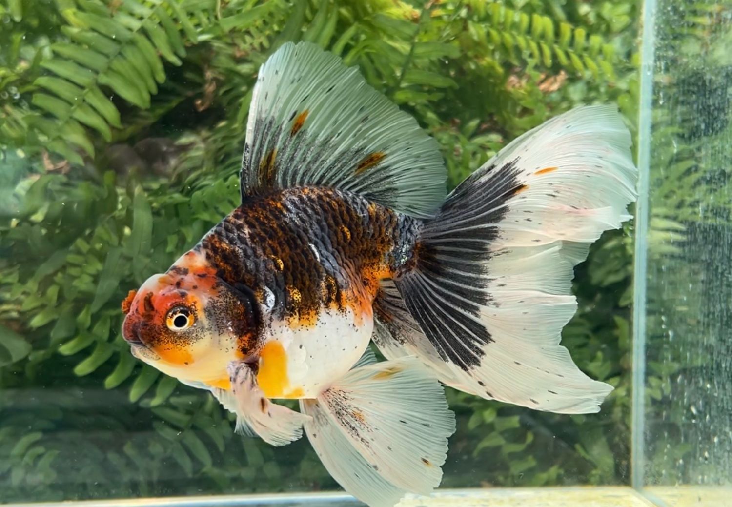 Kirin Veiltail (M, 7.5”) - Free Shipping