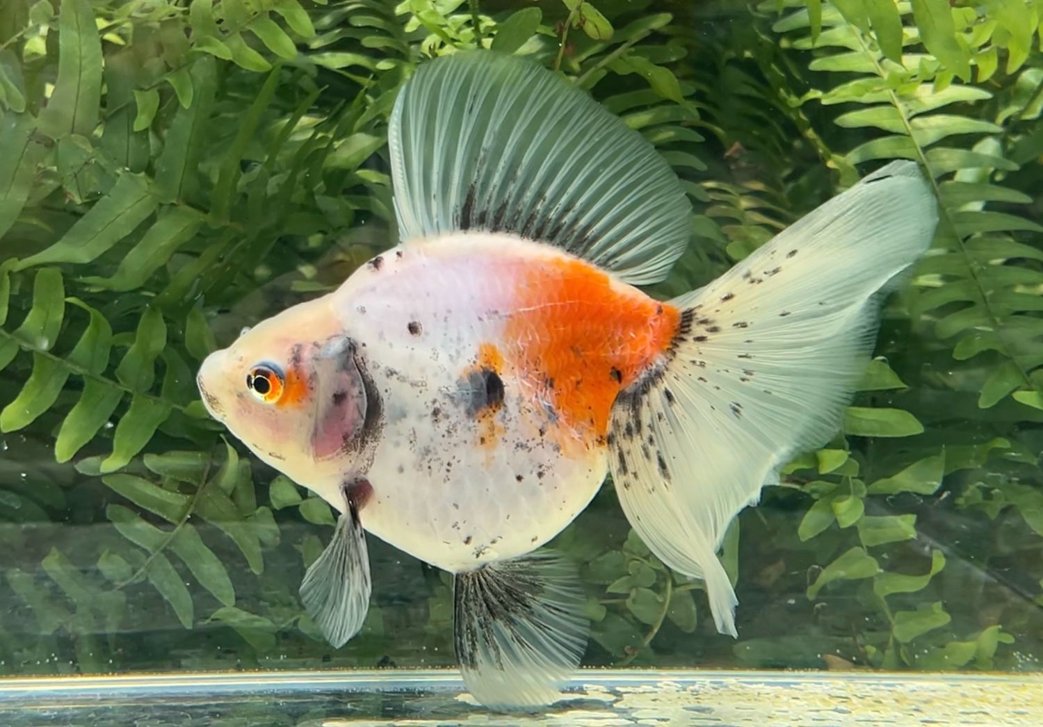 Tri-color Broadtail Ryukin (F, 5.75”) - Free Shipping