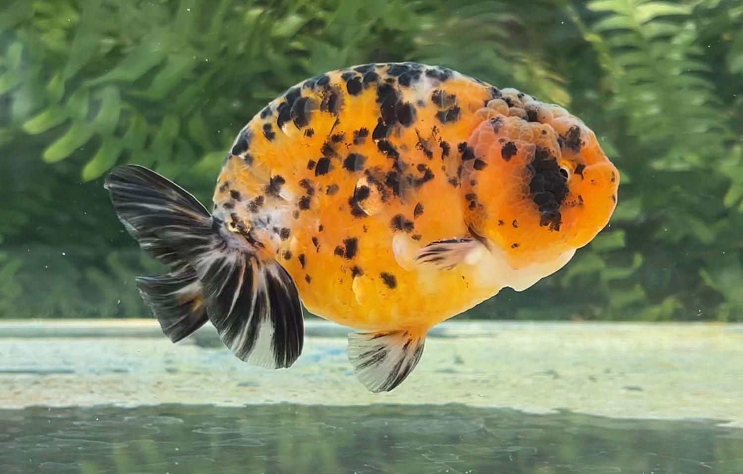 Calico Yuanbao Ranchu (M, 4.25”) - Free Shipping