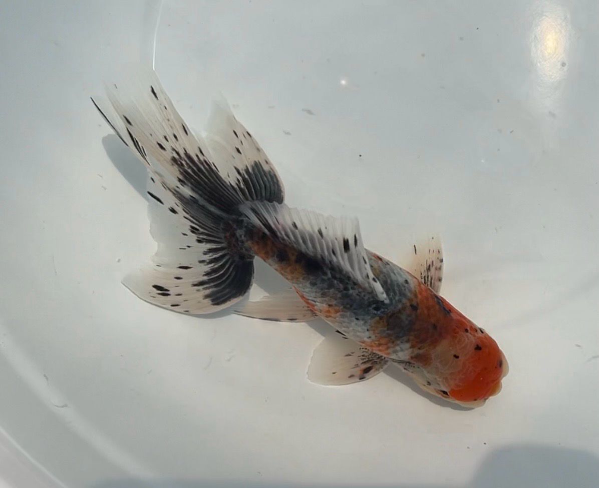 Azumanishiki (M, 6.25”) - Free Shipping