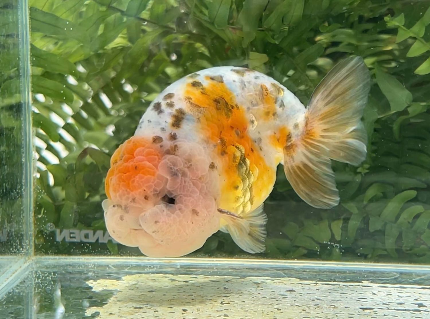 Calico Yuanbao Ranchu (M, 4.75”) - Free Shipping