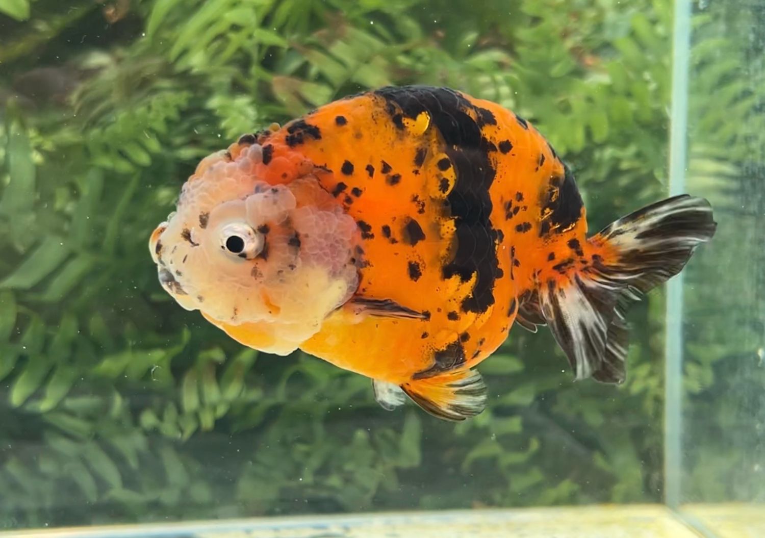 Tiger Yuanbao Ranchu (F, 4.75”) - Free Shipping