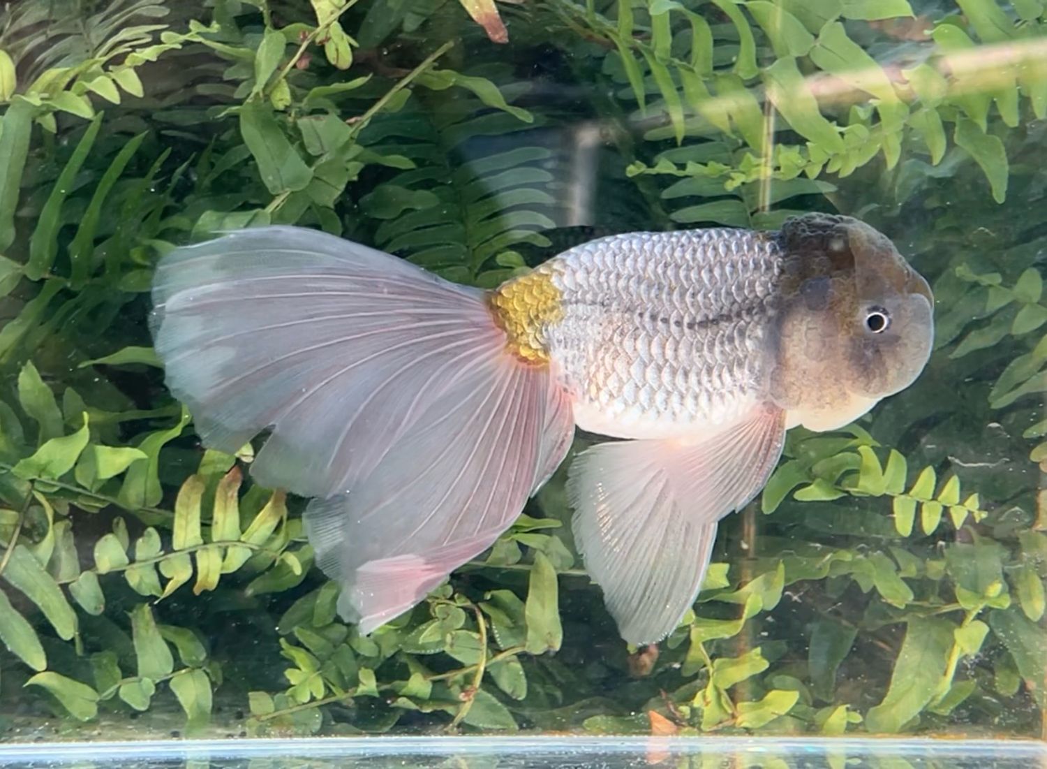 Blue Orchidtail Lionhead (M, 6”) - Free Shipping