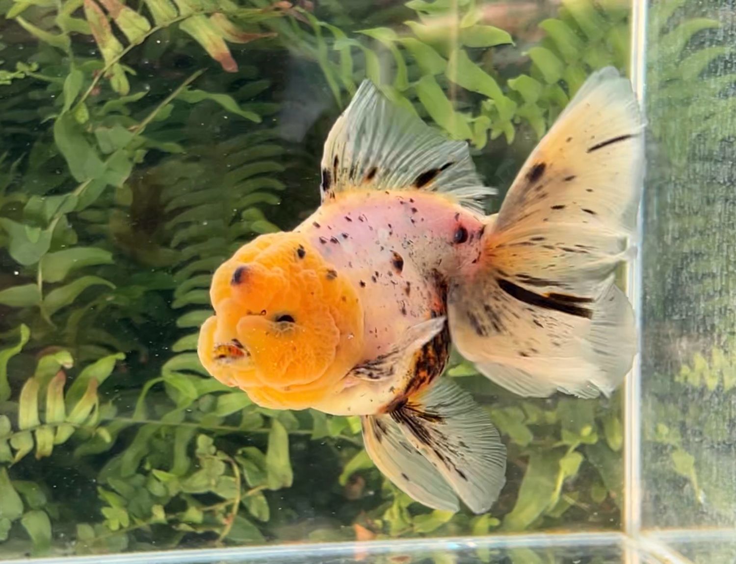 Blue Based Sesame Specks Rosetail Oranda (M, 5”) - Free Shipping