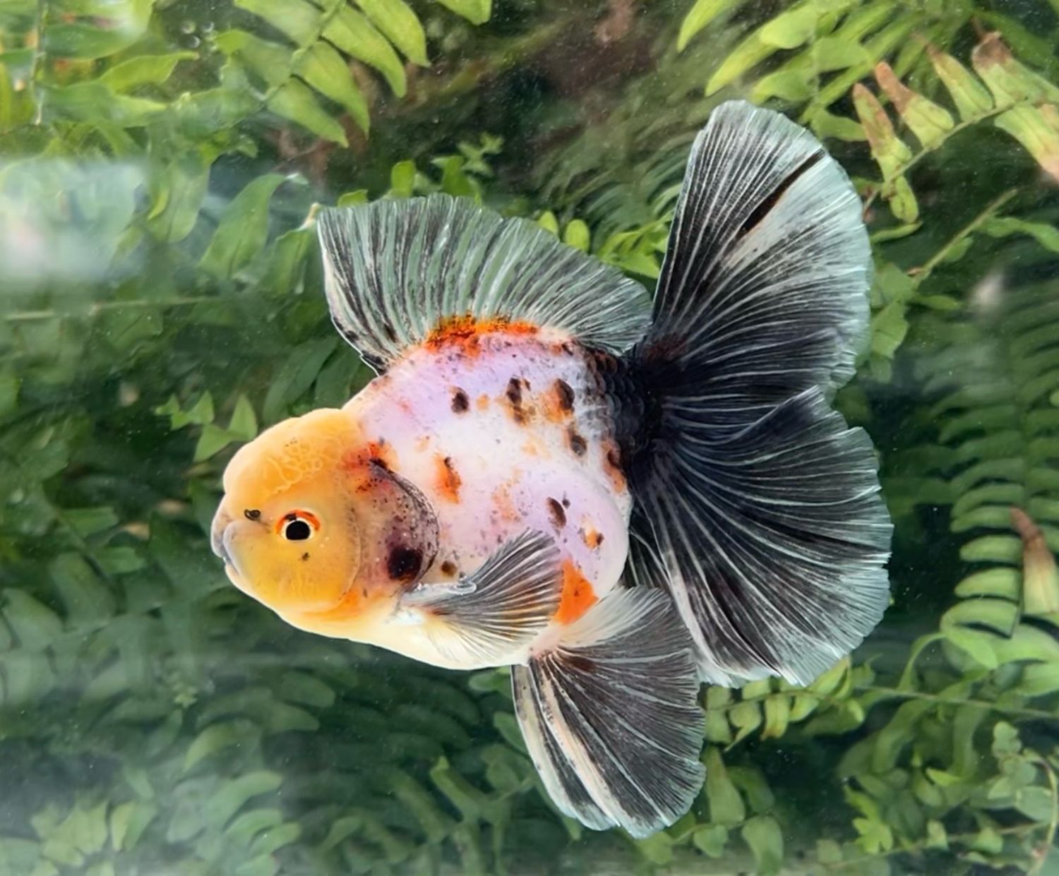 Tri-color Rosetail Oranda (M, 5”) - Free Shipping