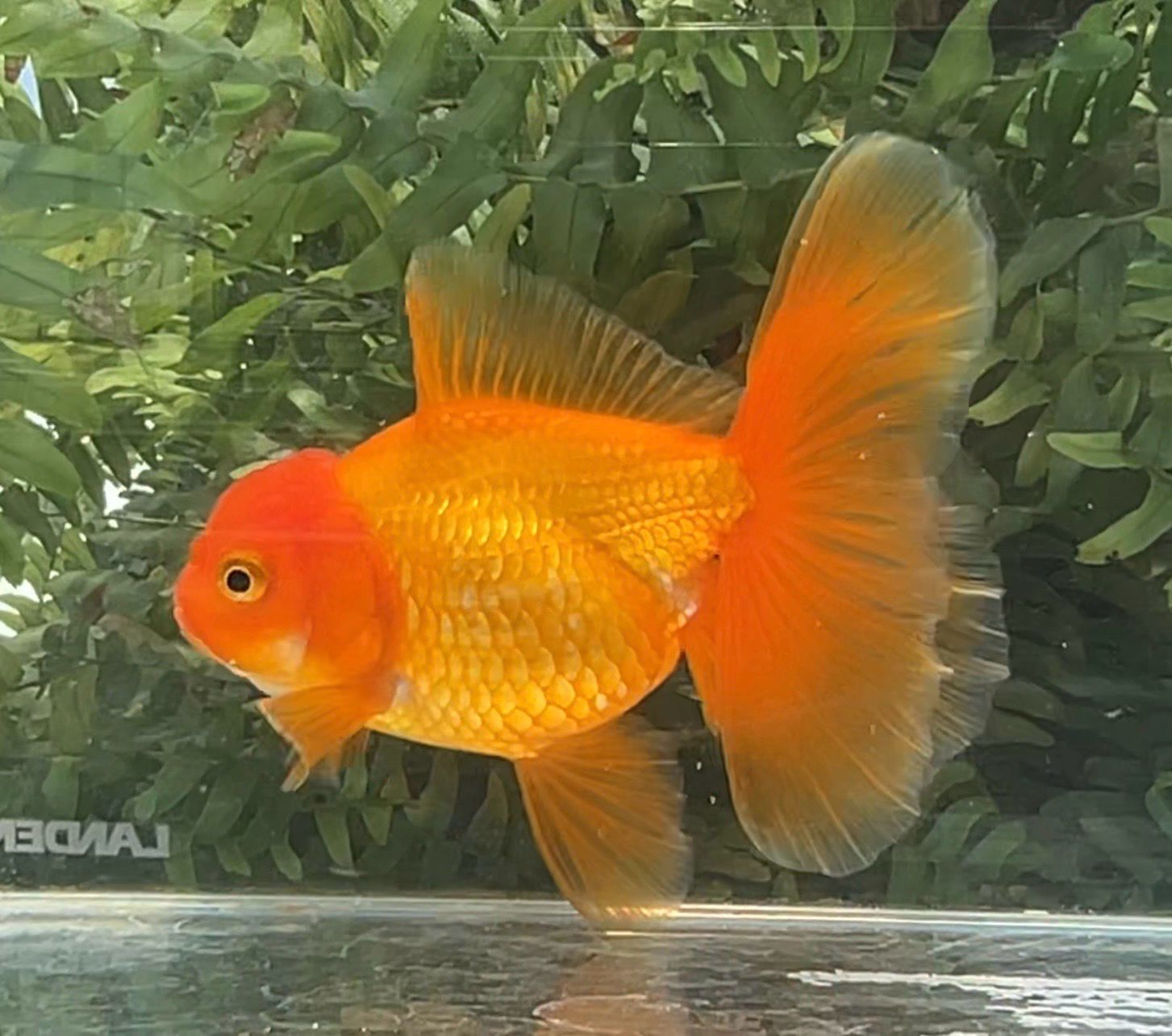 Red Peonytail Oranda (F, 5.5”) - Free Shipping