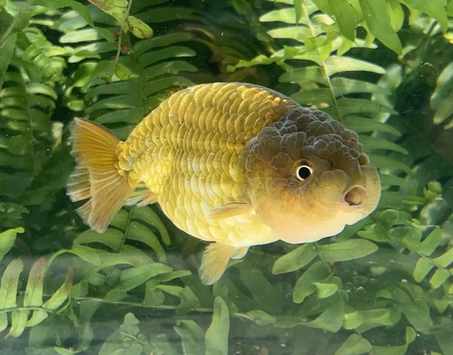 Bronze Dragon Scale Yuanbao Ranchu (M, 4”) - Free Shipping