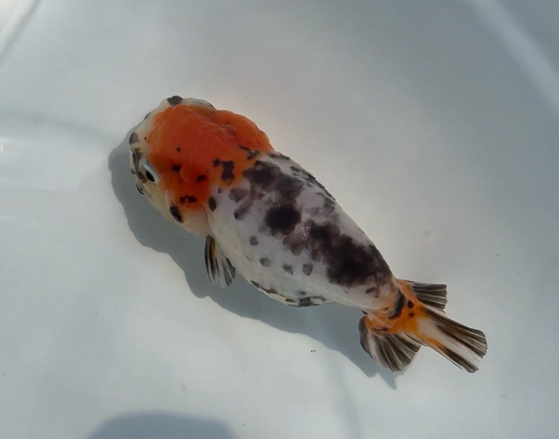 Red Head Milk Cow Yuanbao Ranchu (F, 3.75”) - Free Shipping