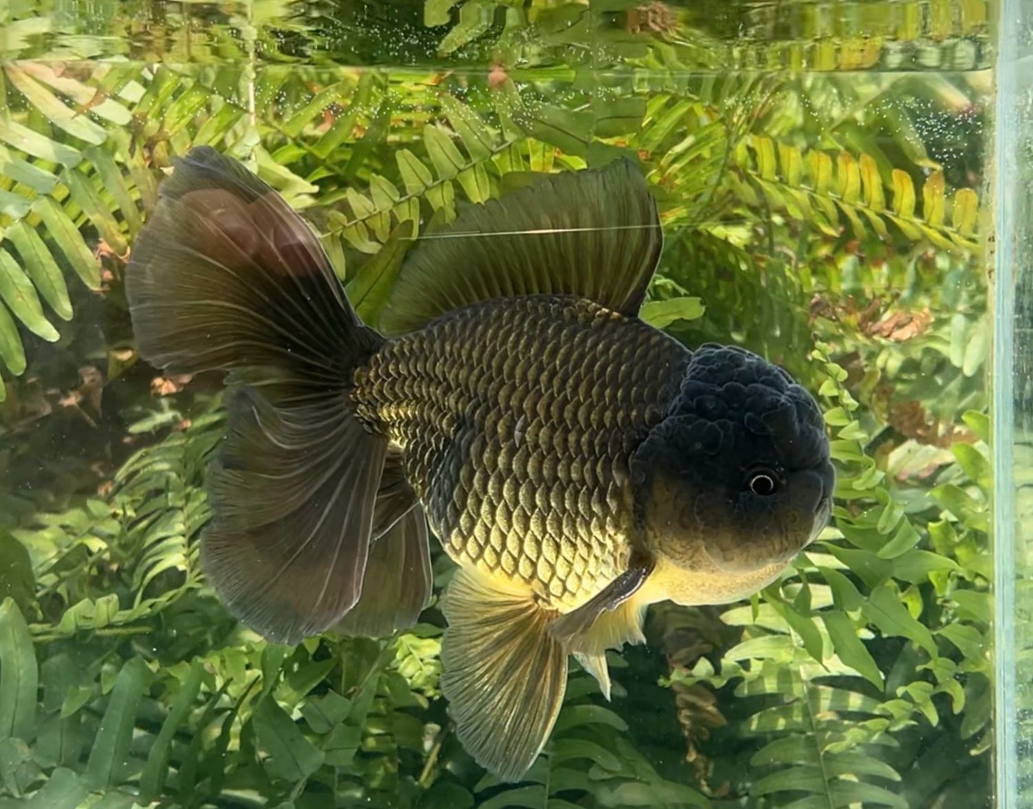 Black Rosetail Oranda (M, 6.5”) - Free Shipping